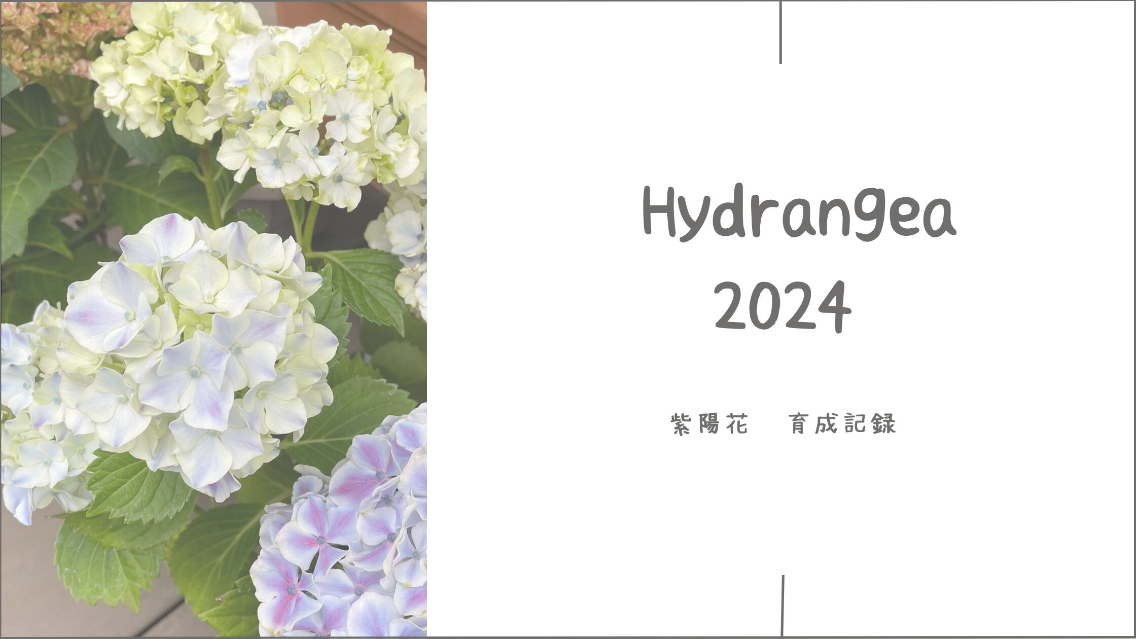 紫陽花育成記アイキャッチ画像