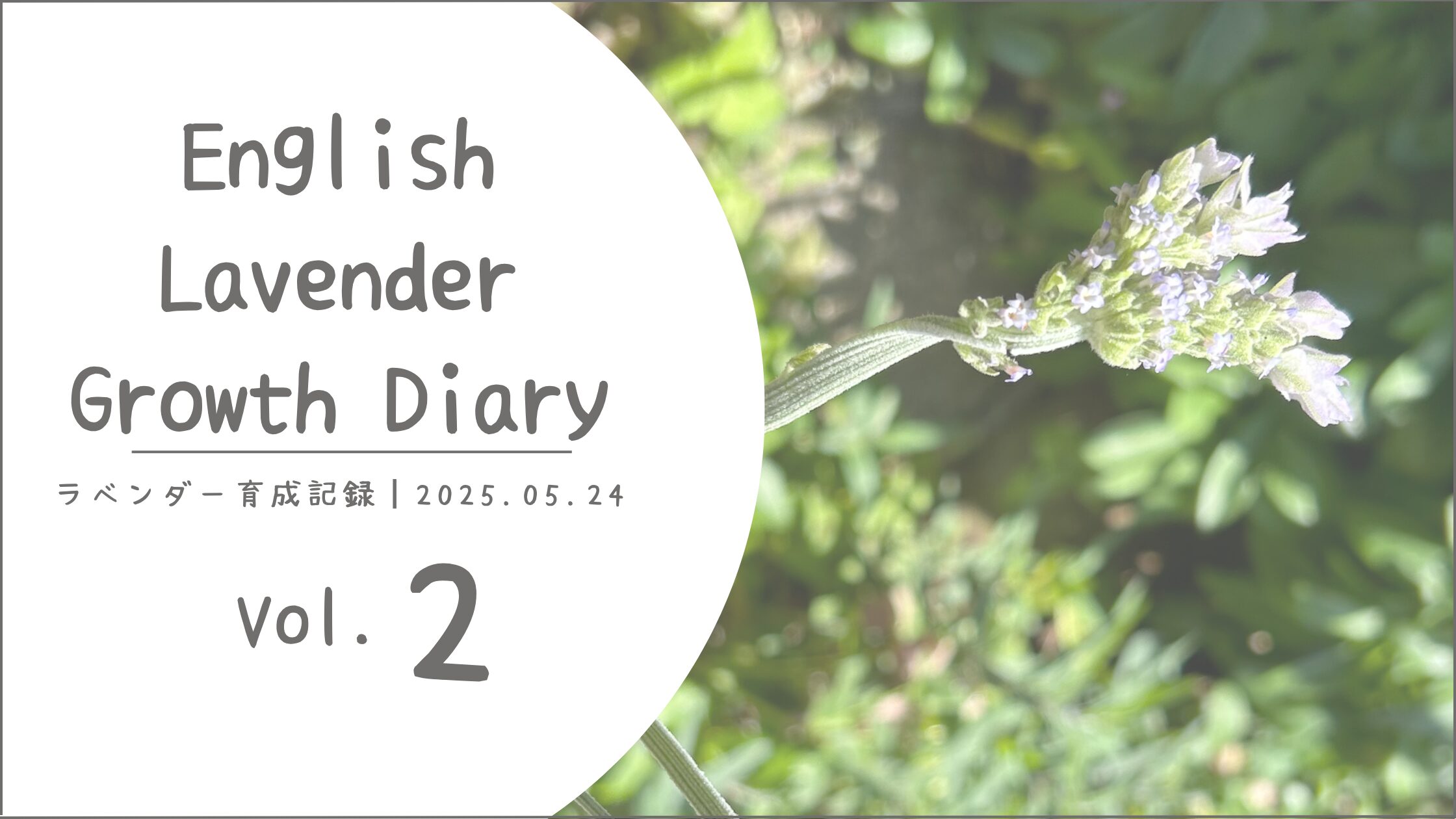 ラベンダー育成記アイキャッチ画像