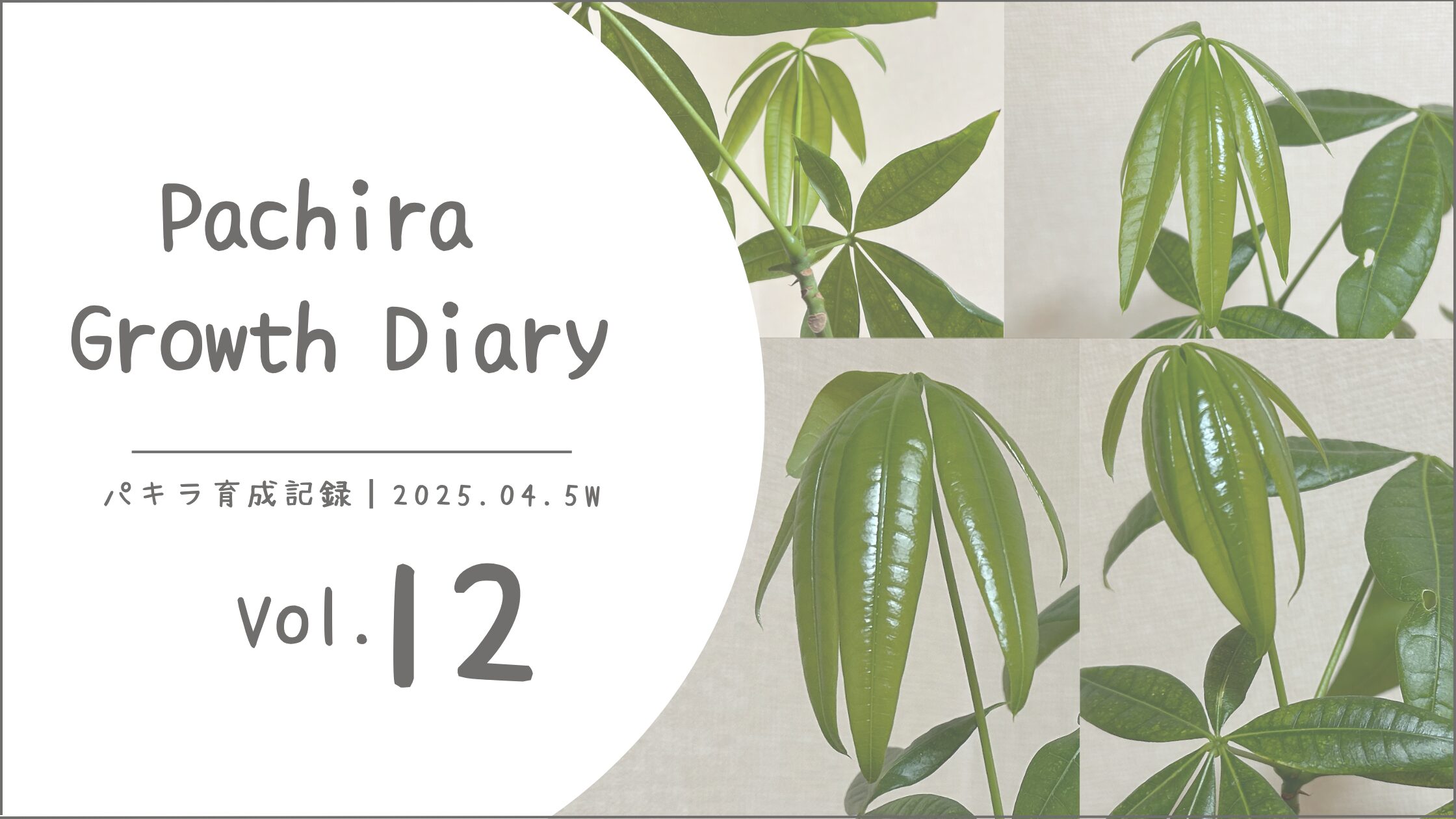 パキラ育成記アイキャッチ画像