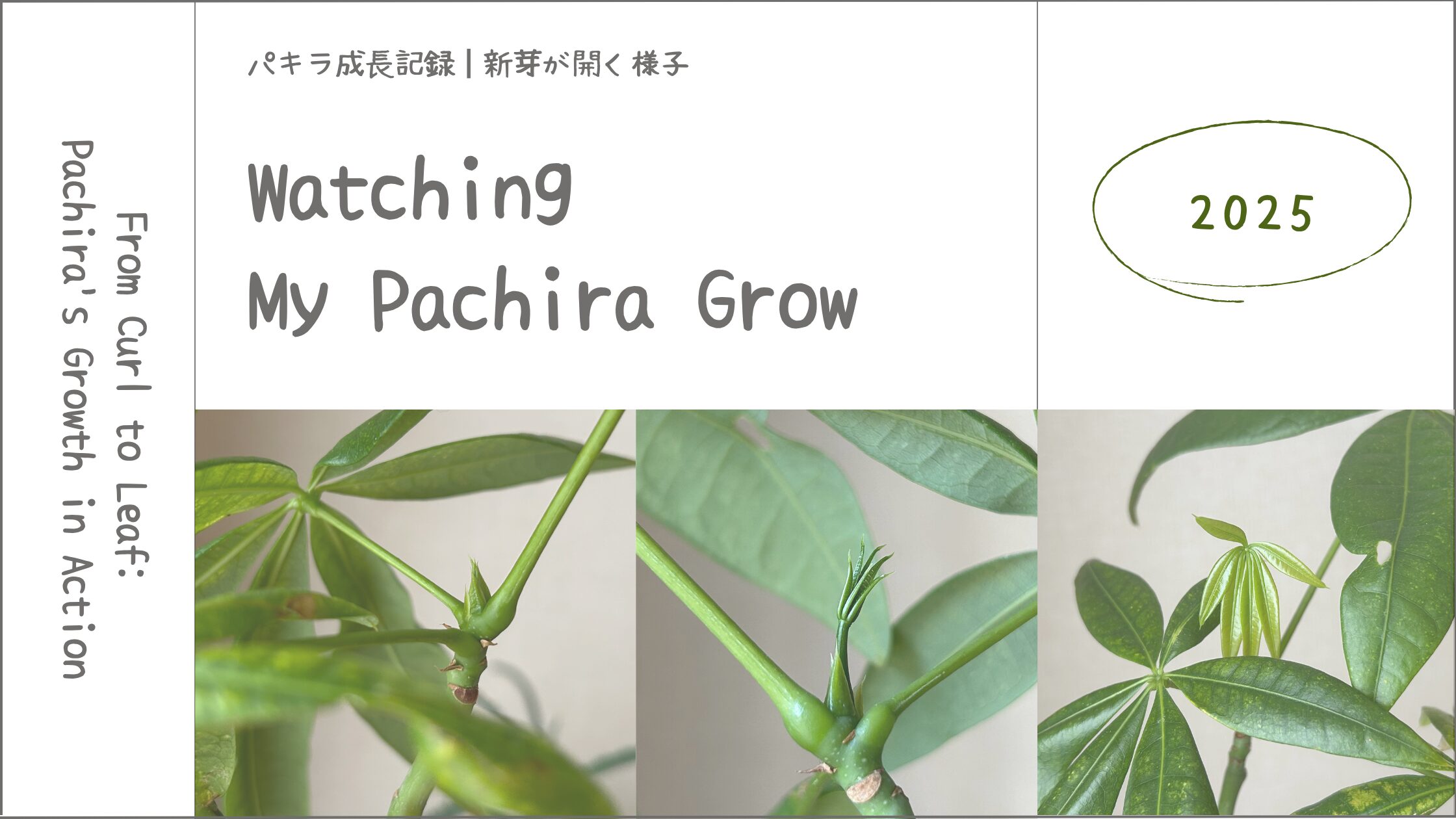 パキラ育成記アイキャッチ画像