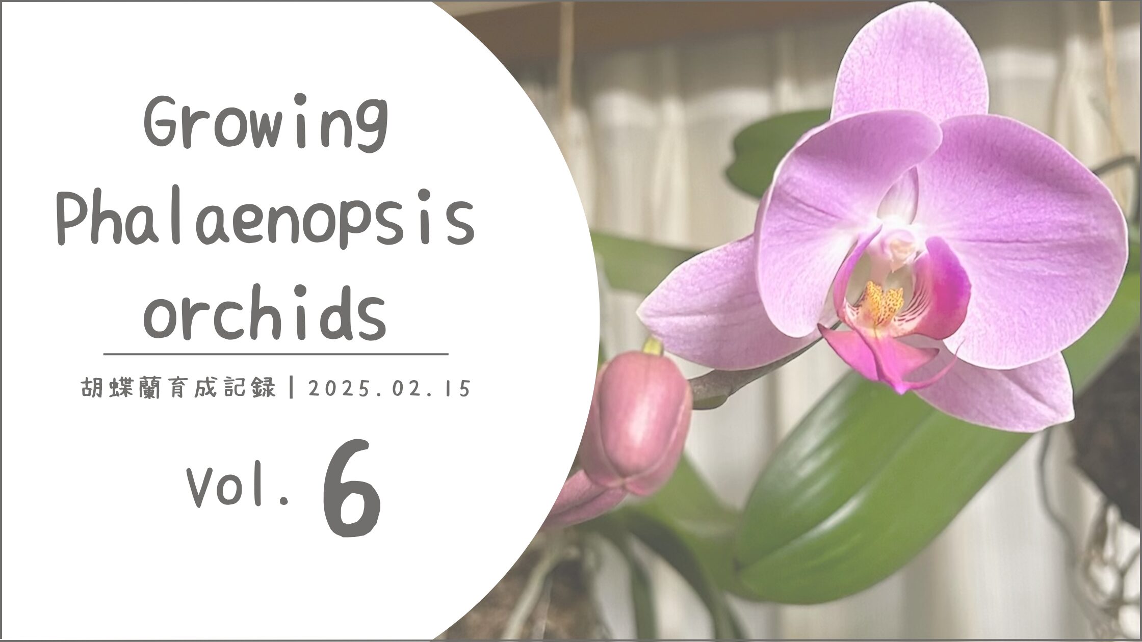 胡蝶蘭育成記アイキャッチ画像