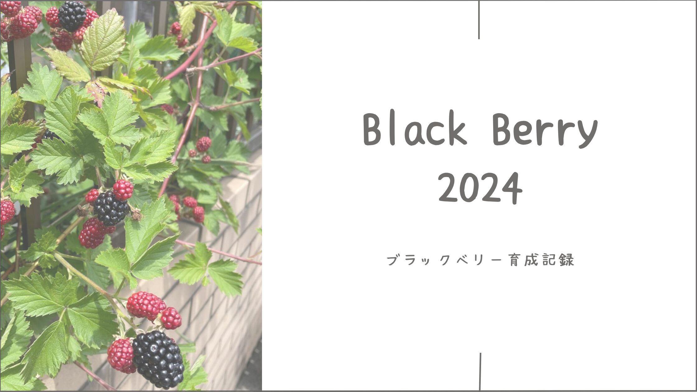 ブラックベリー育成記アイキャッチ画像