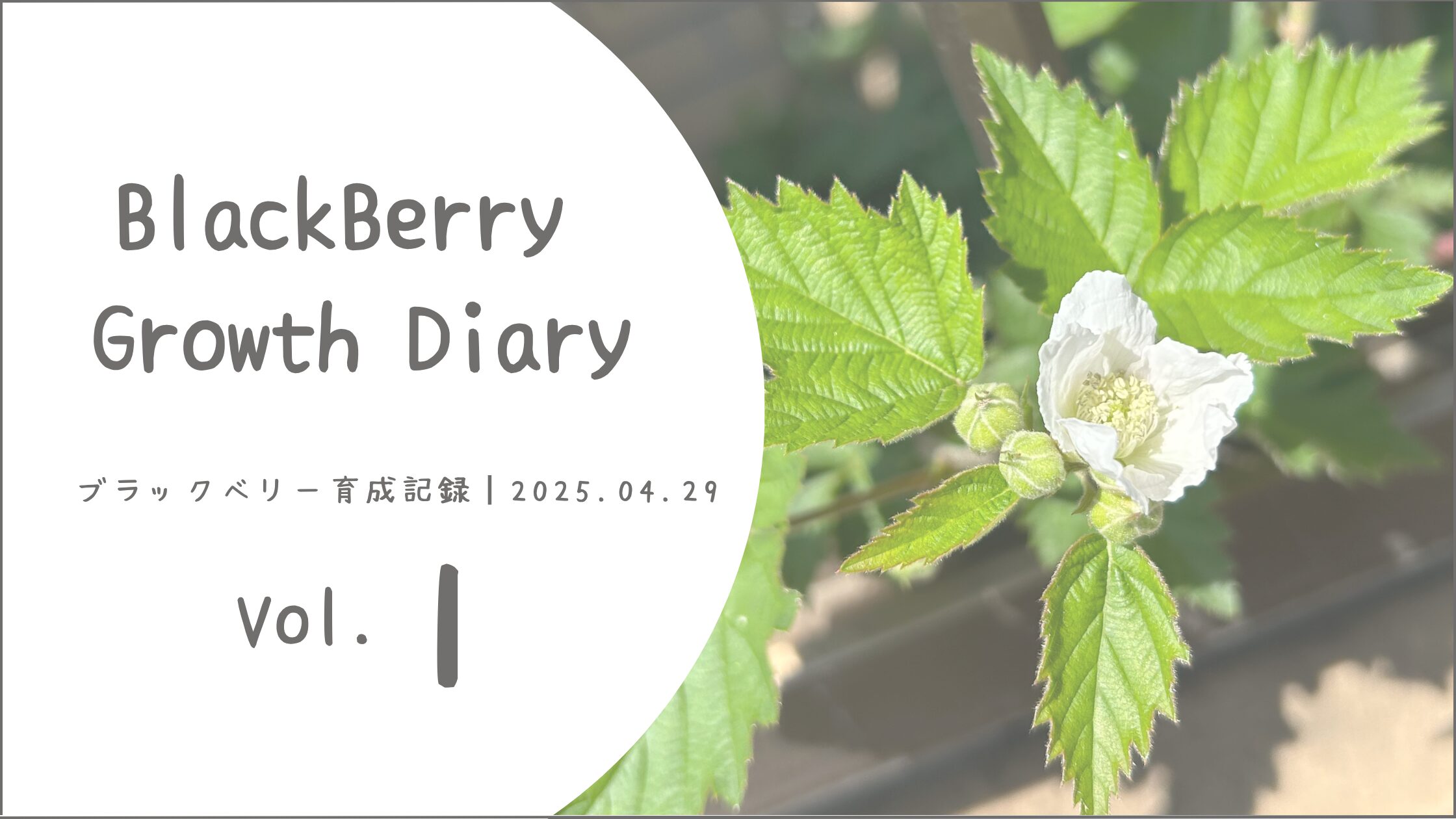 ブラックベリー育成記アイキャッチ画像