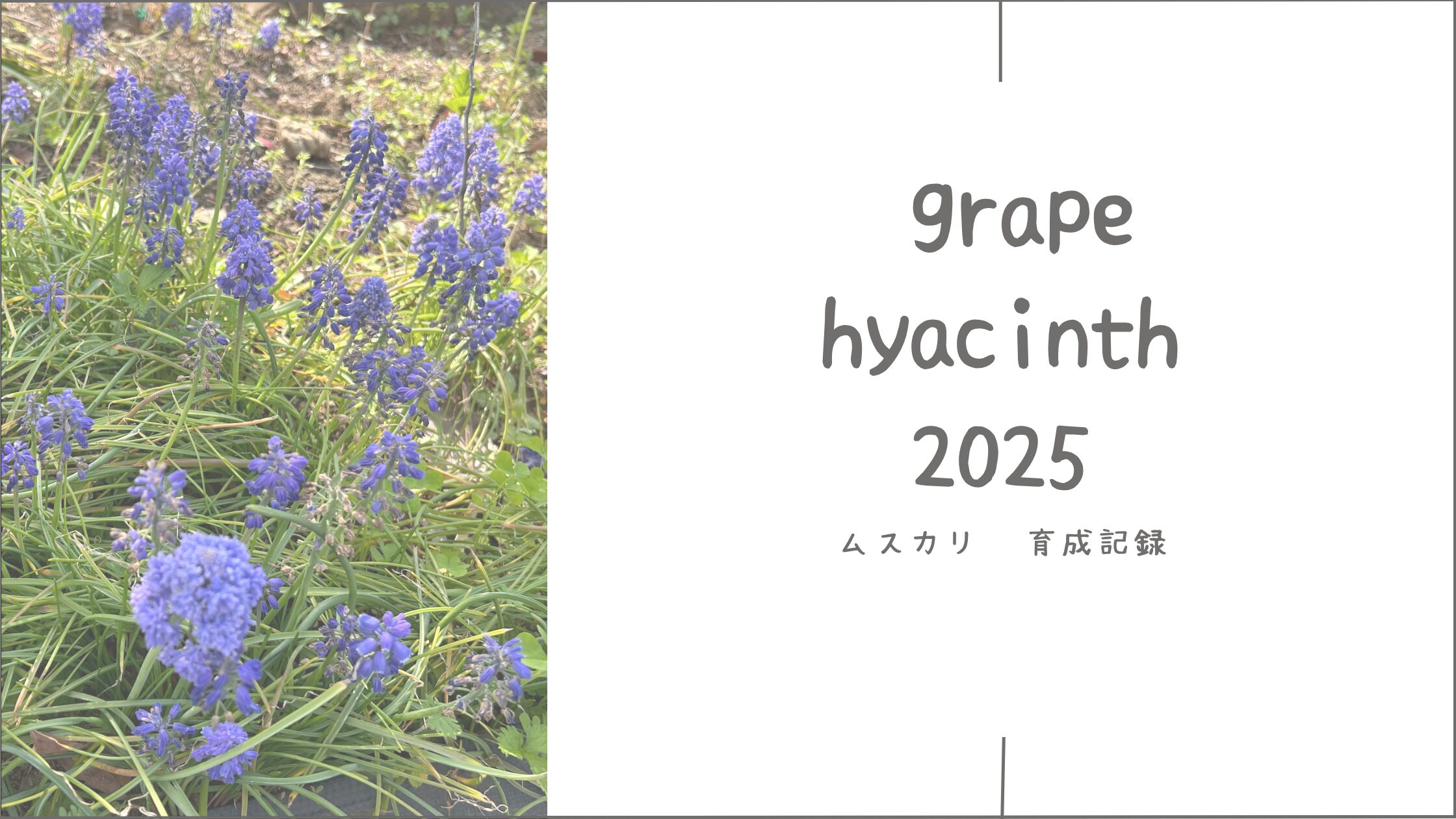 ムスカリ育成記アイキャッチ画像