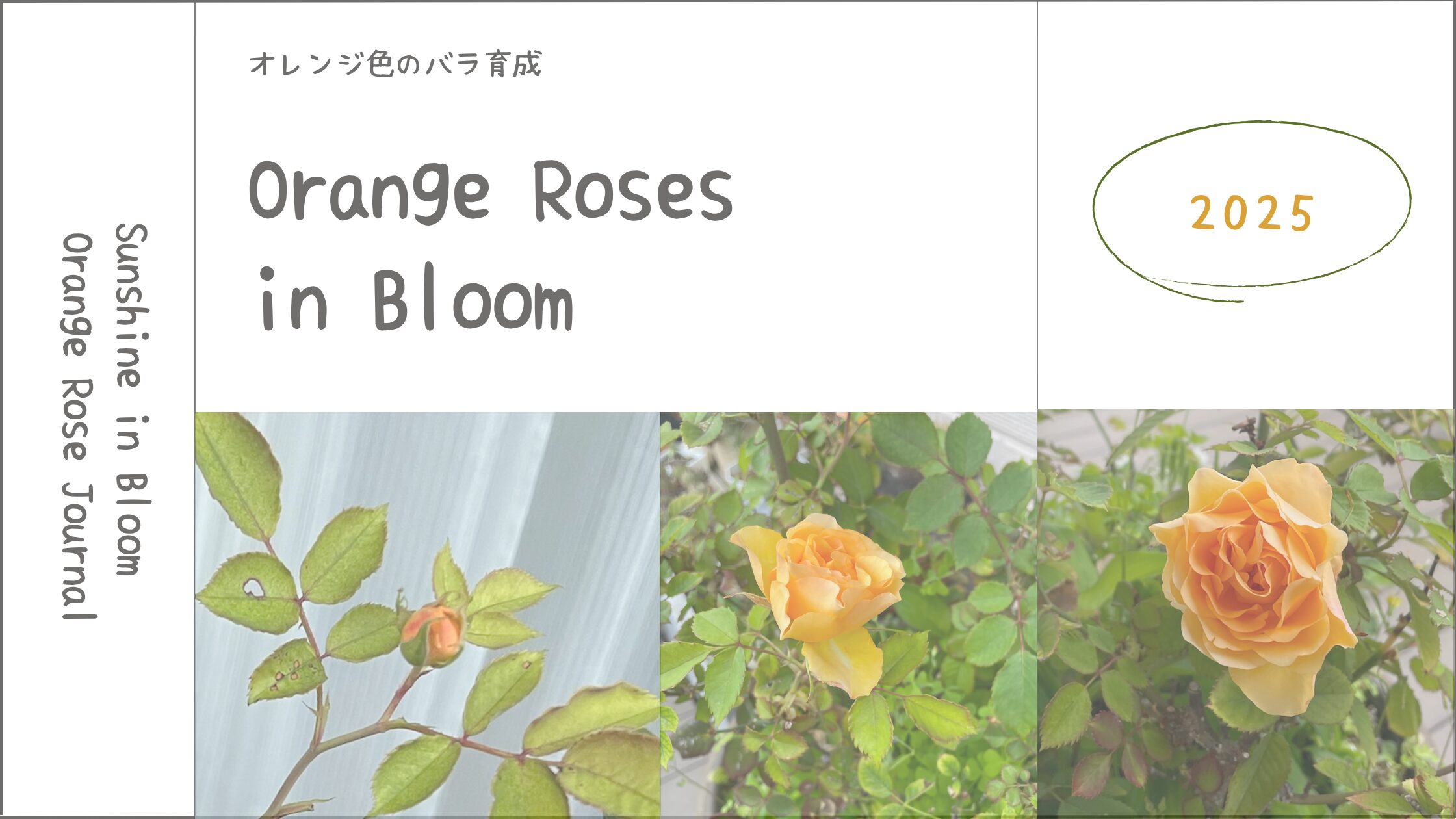 薔薇育成記アイキャッチ画像