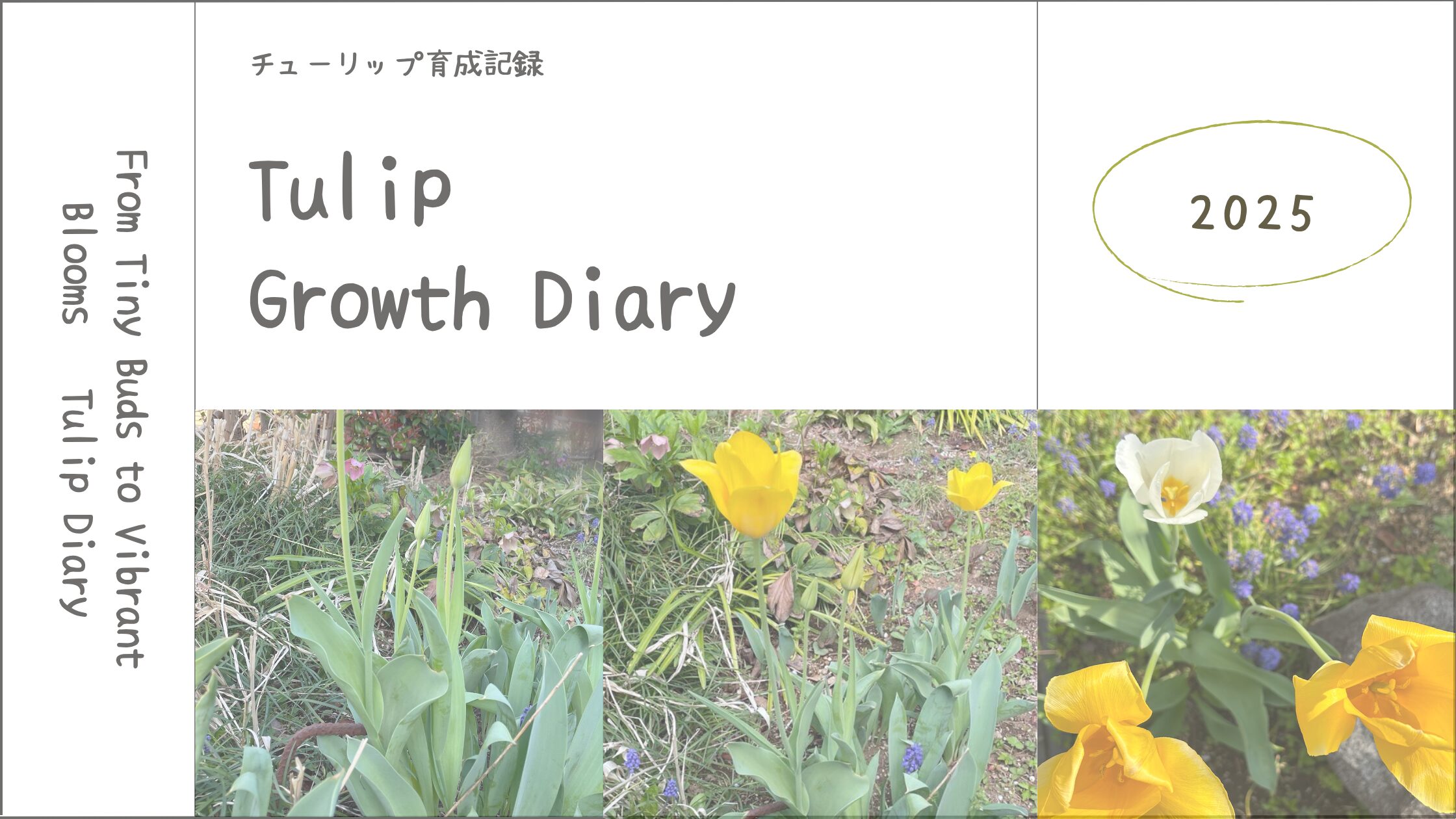 チューリップ育成記アイキャッチ画像