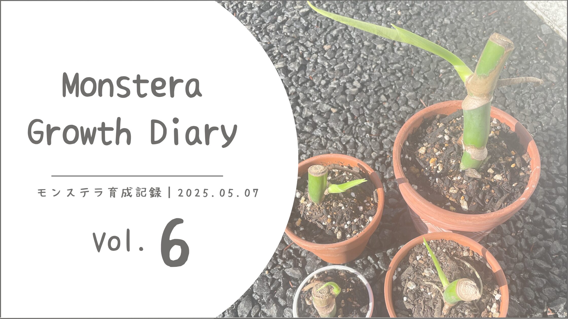 モンステラ育成記アイキャッチ画像