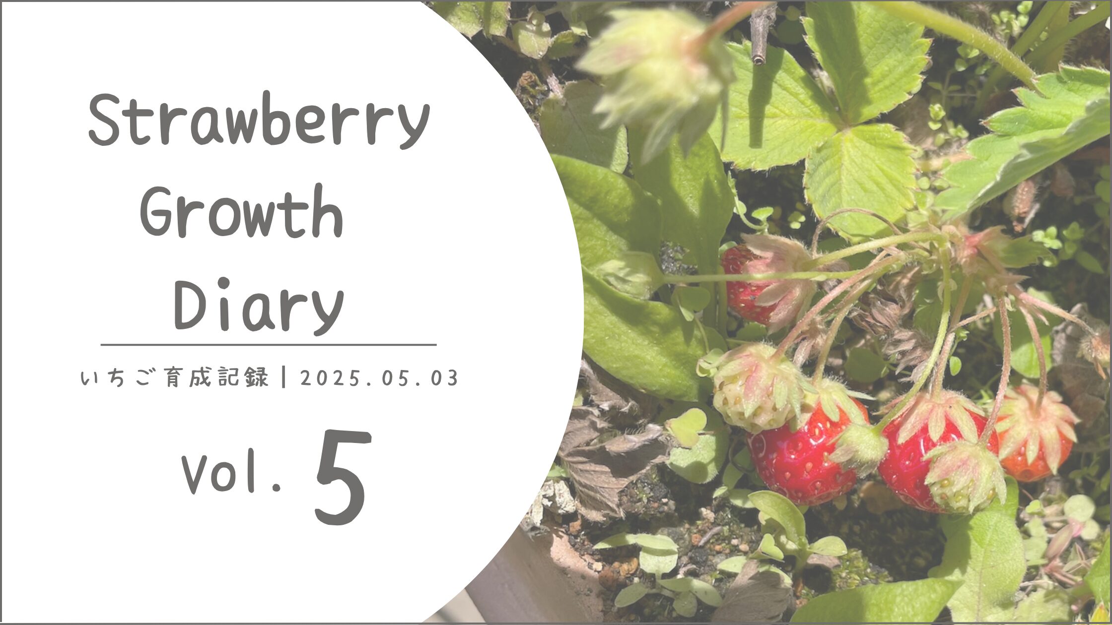 いちご育成記アイキャッチ画像