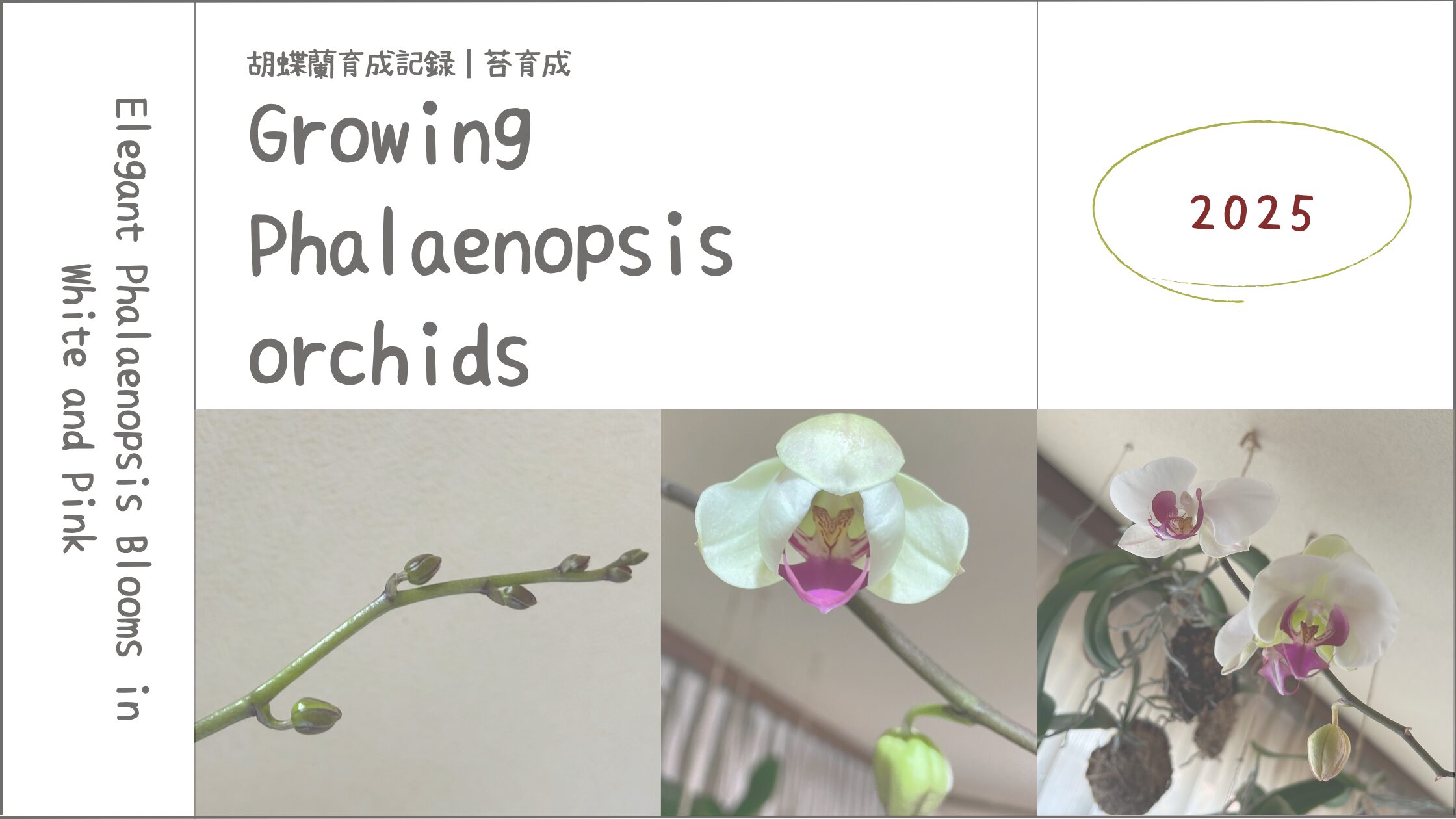 胡蝶蘭育成記アイキャッチ画像