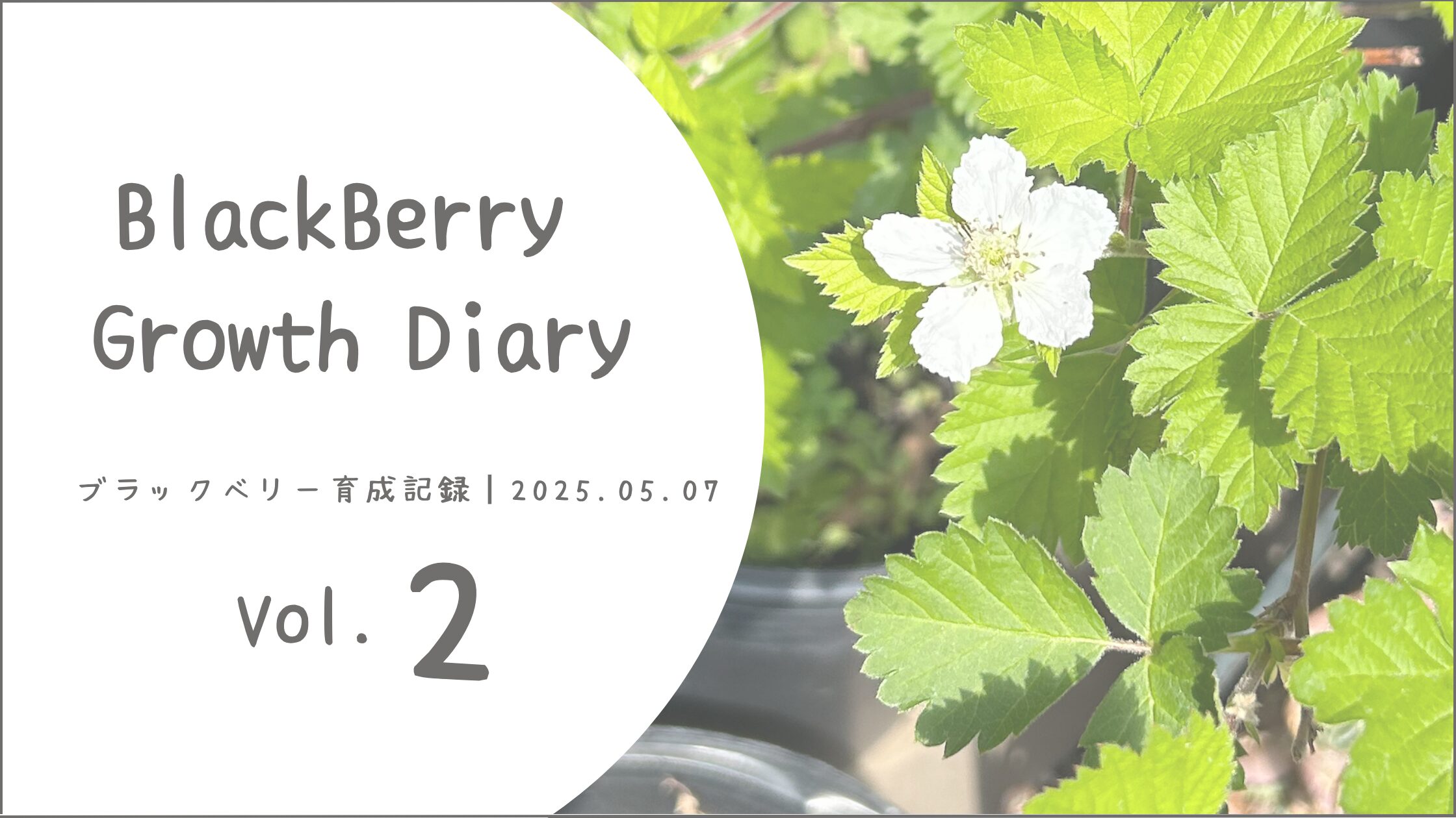 ブラックベリー育成記アイキャッチ画像