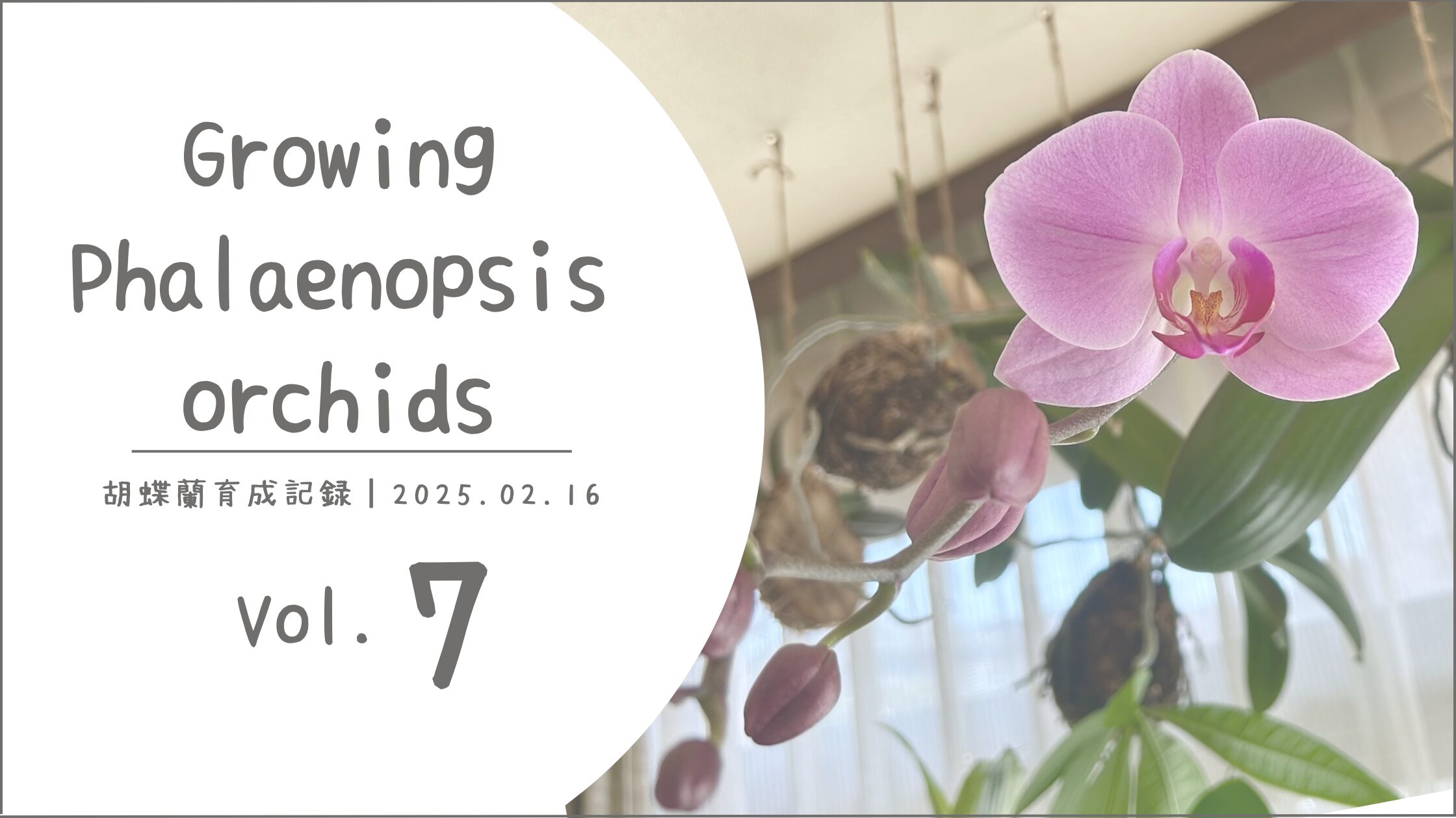 胡蝶蘭育成記アイキャッチ画像