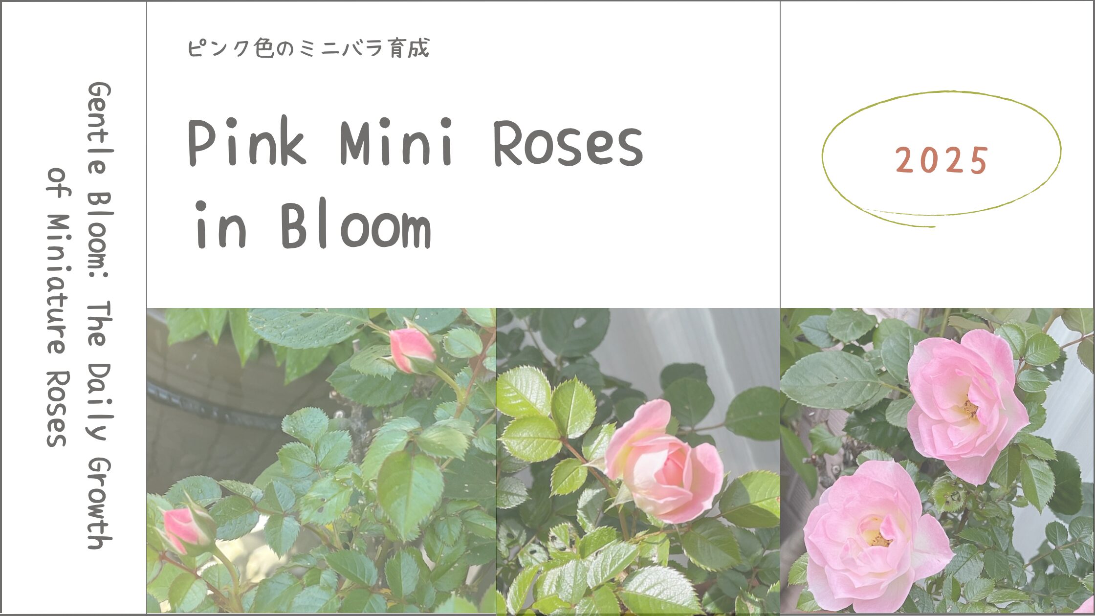 薔薇育成記アイキャッチ画像