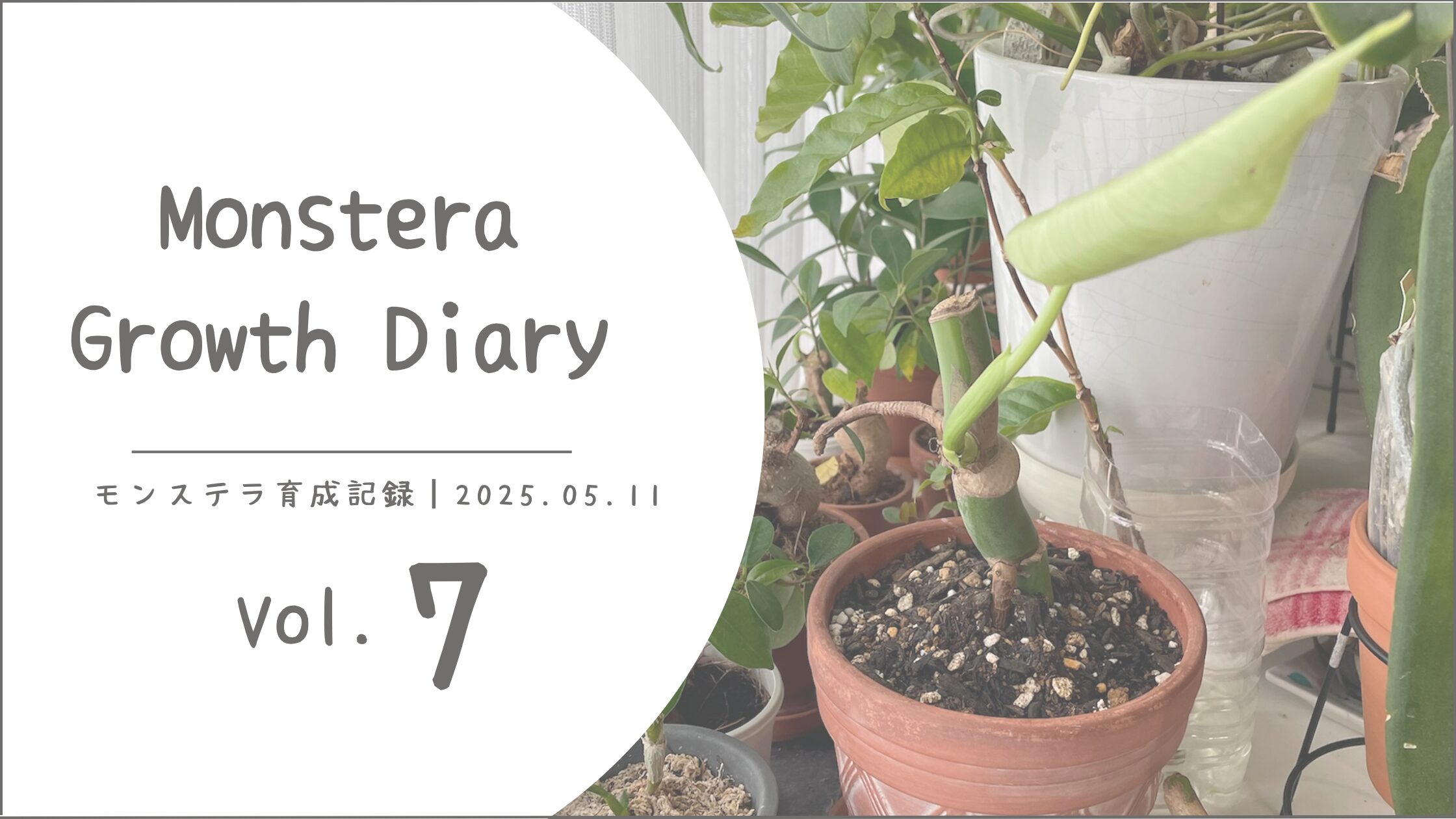 モンステラ育成記アイキャッチ画像