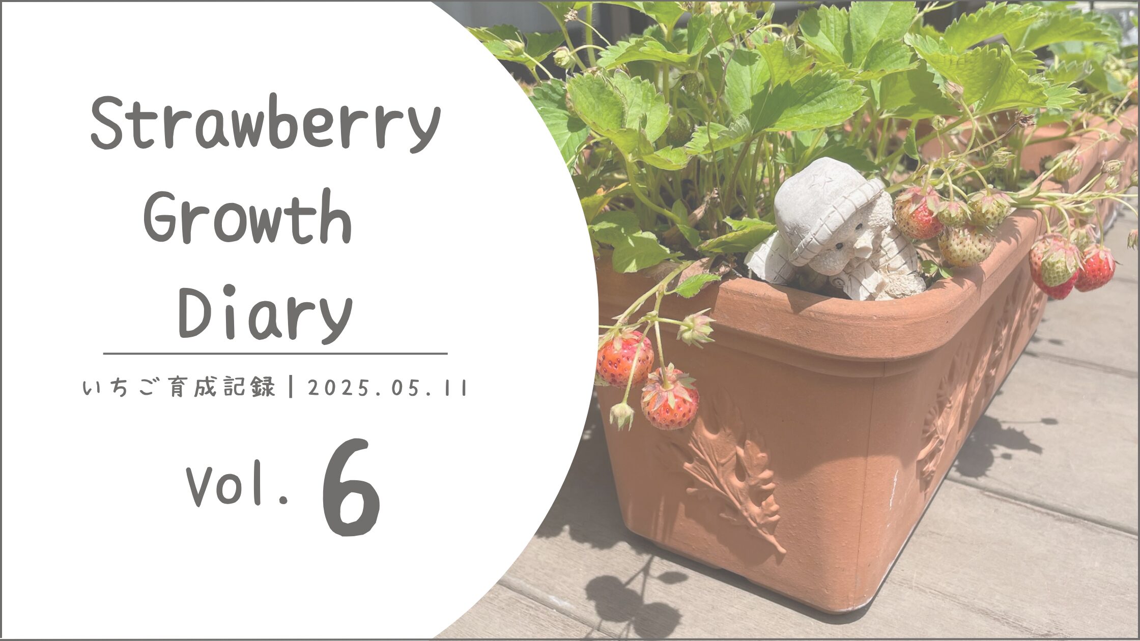 いちご育成記アイキャッチ画像