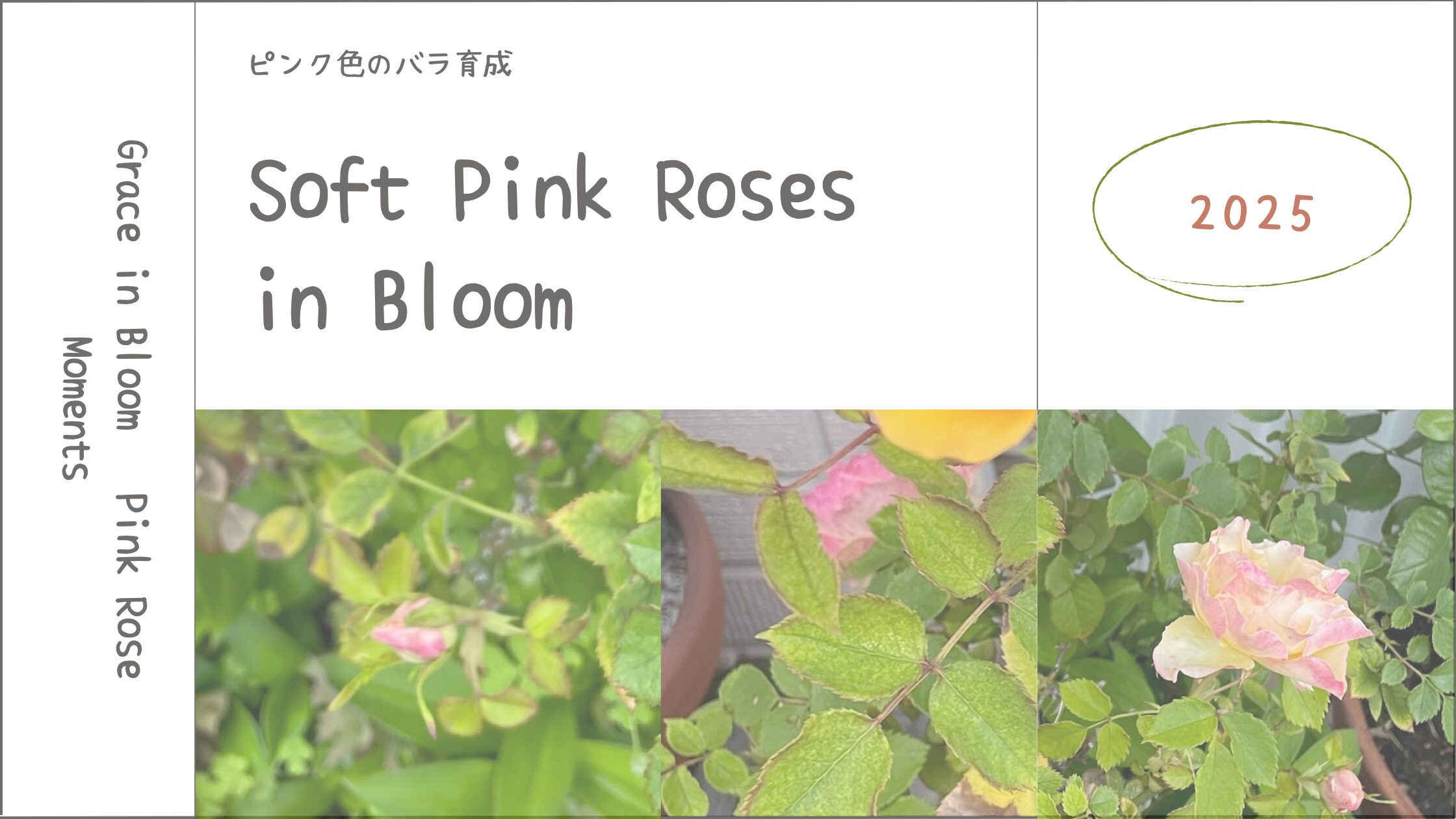 薔薇育成記アイキャッチ画像