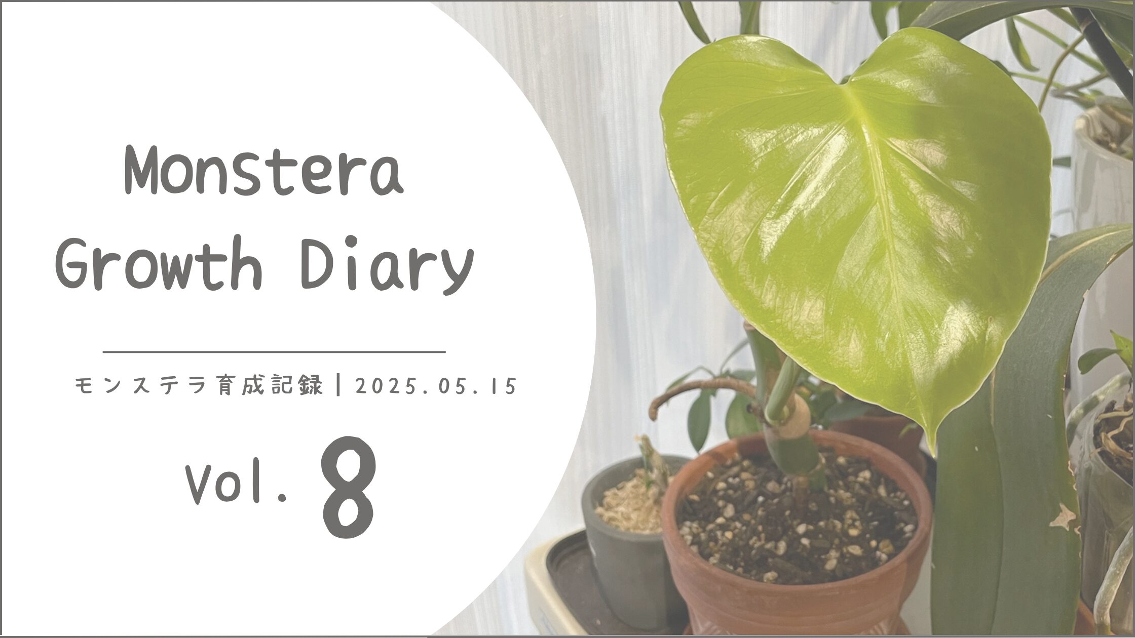 モナステラ育成記アイキャッチ画像