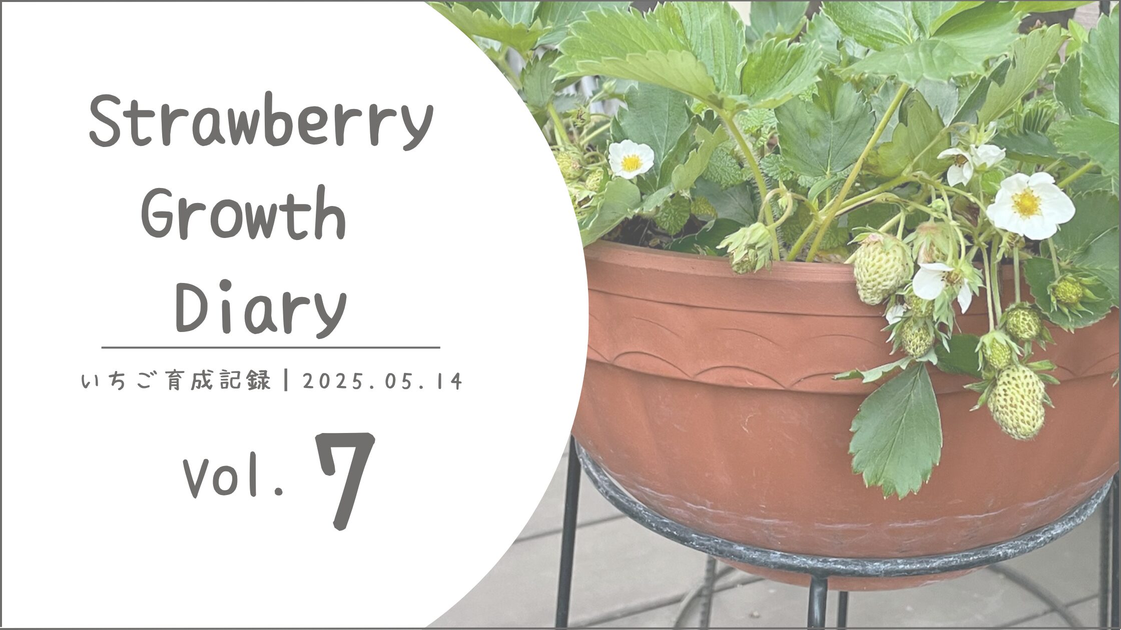 いちご育成記アイキャッチ画像