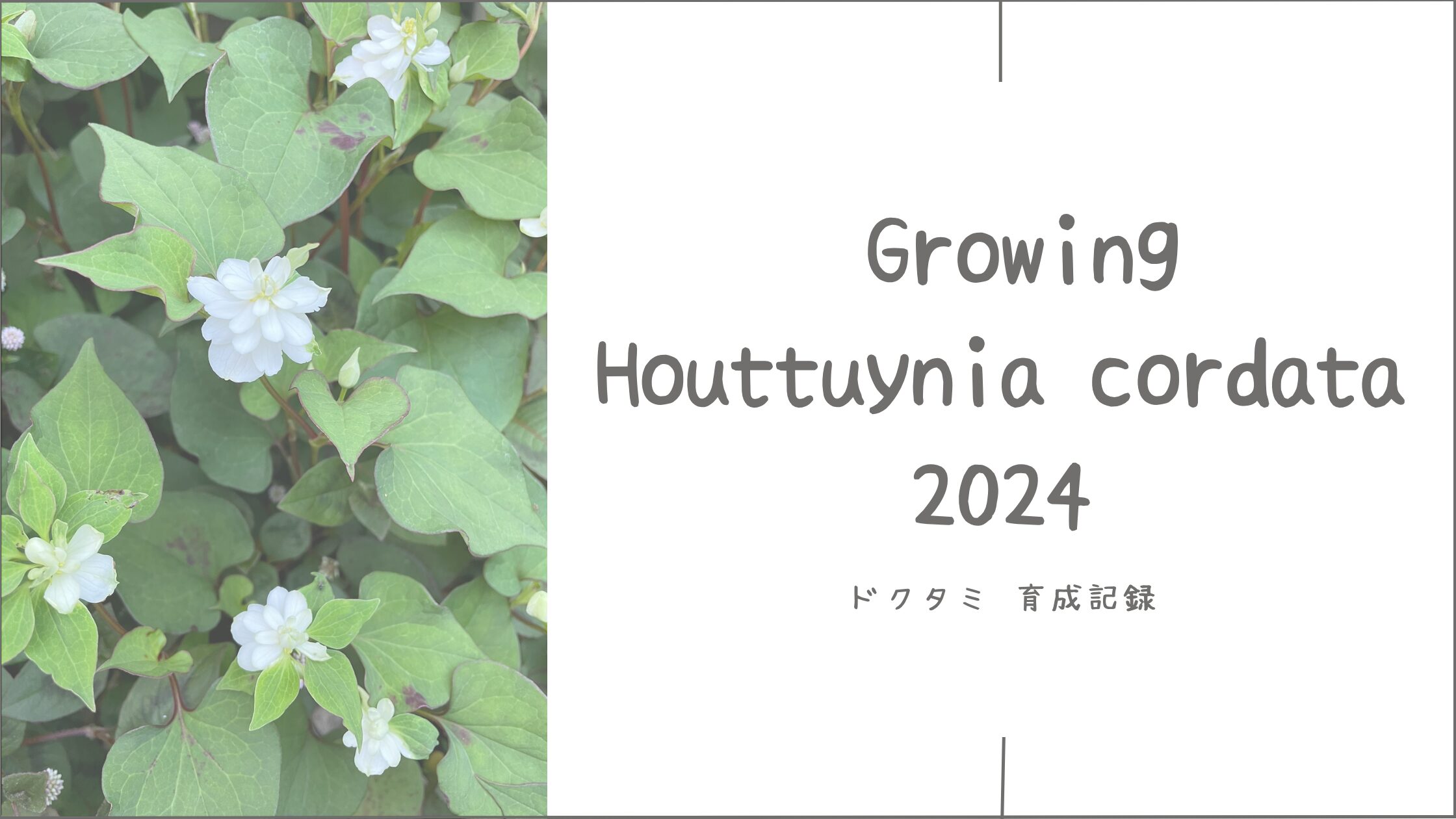 ドクダミ育成記アイキャッチ画像