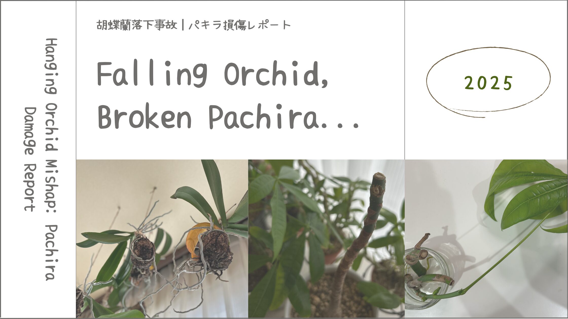 胡蝶蘭とパキラ育成記アイキャッチ画像