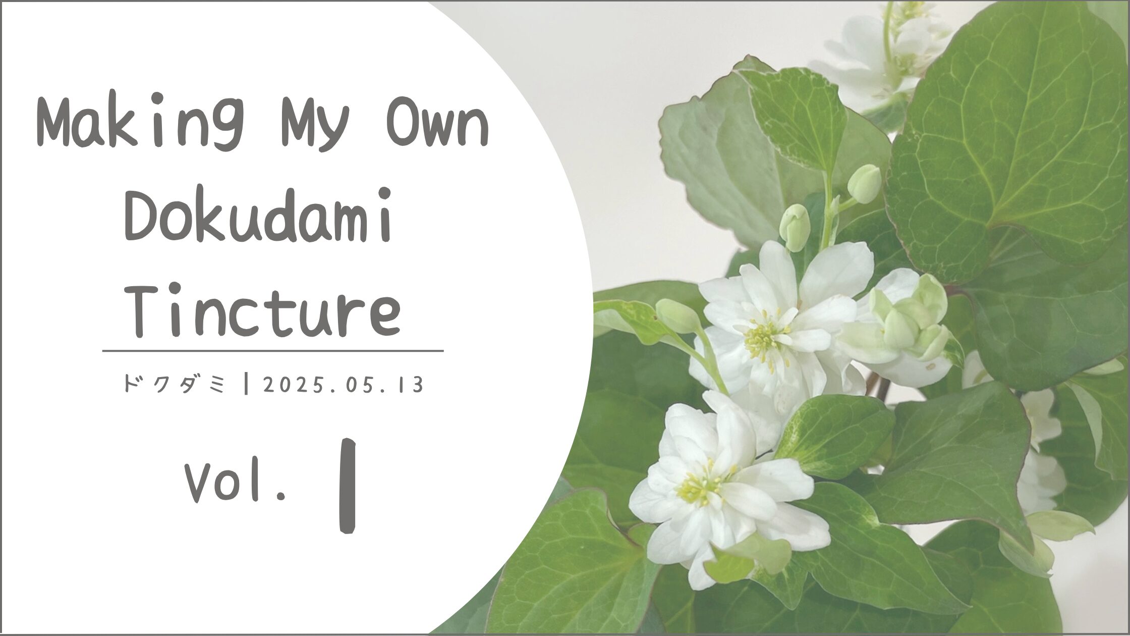 ドクダミ育成記アイキャッチ画像