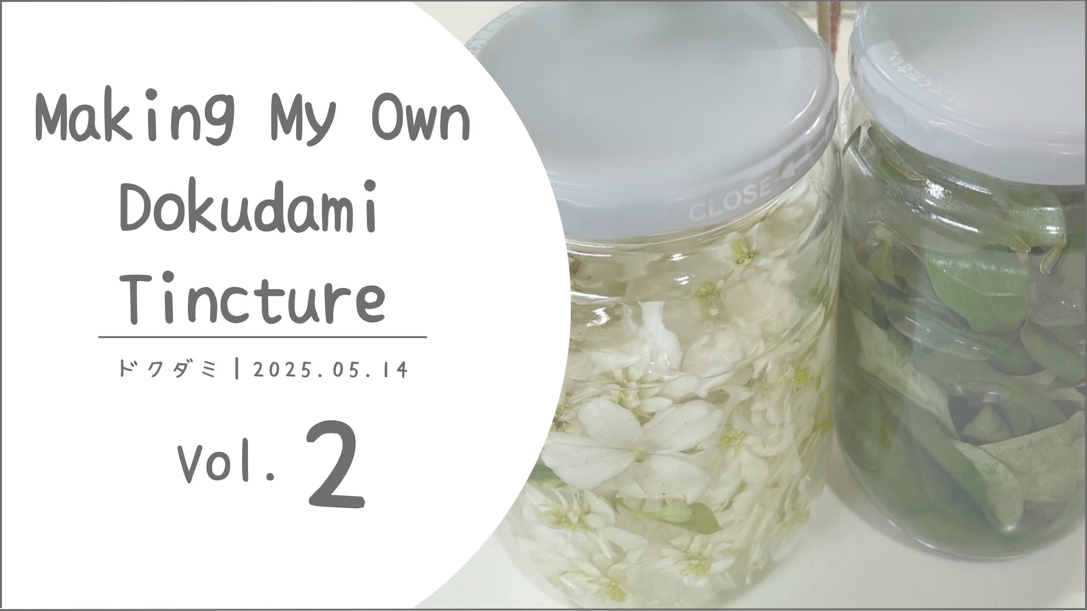 ドクダミチンキ作り記録アイキャッチ画像