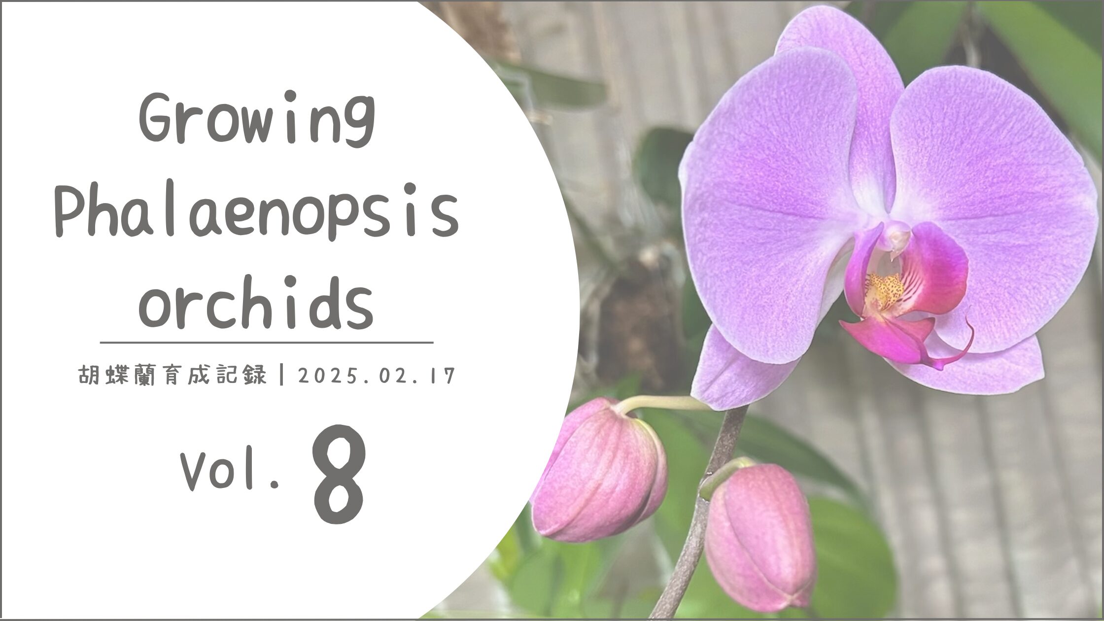 胡蝶蘭育成記アイキャッチ画像
