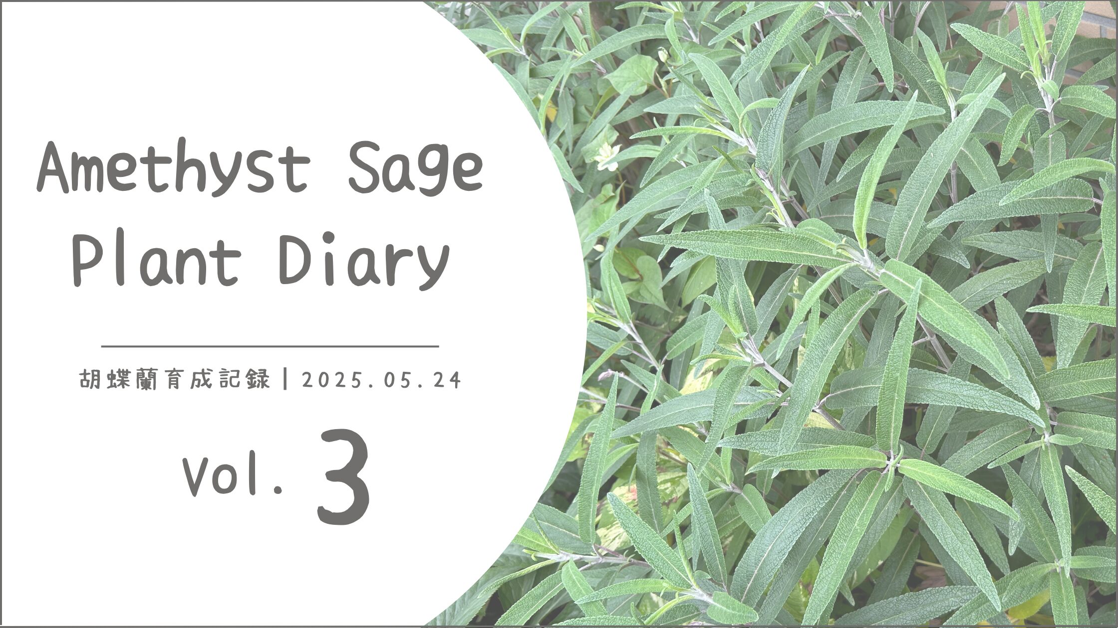 アメジストセージ育成記録アイキャッチ画像