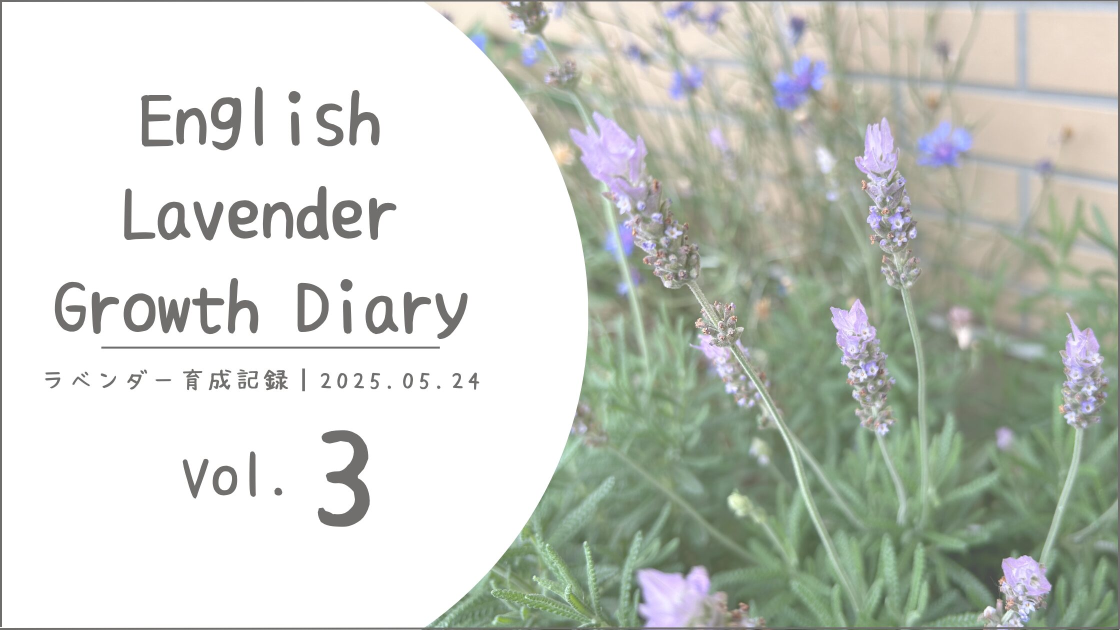 イングリッシュラベンダー育成記録アイキャッチ画像