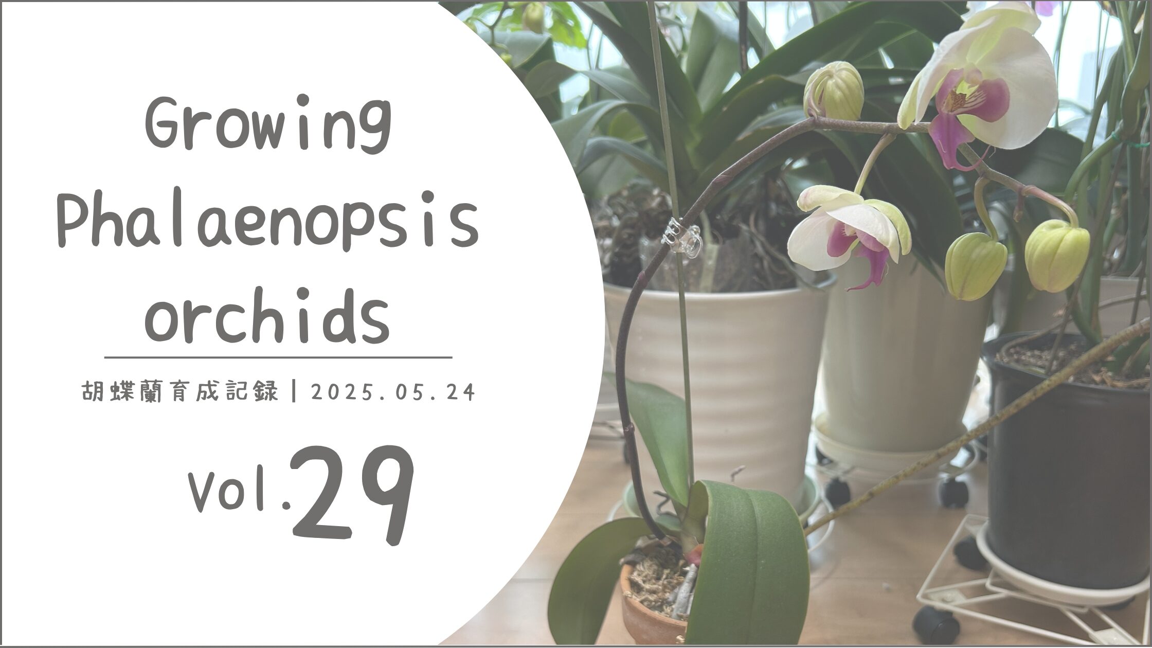 胡蝶蘭育成記録アイキャッチ画像