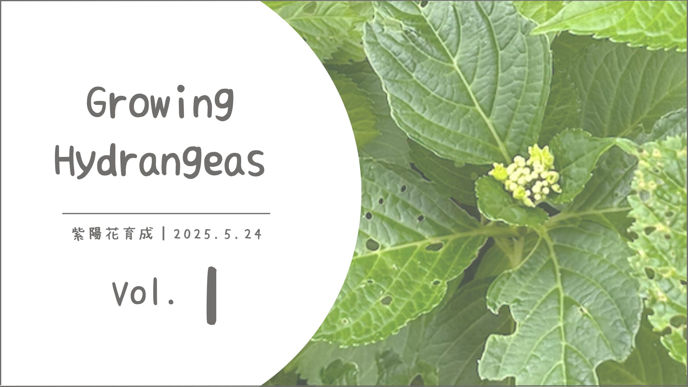 紫陽花育成記録アイキャッチ画像