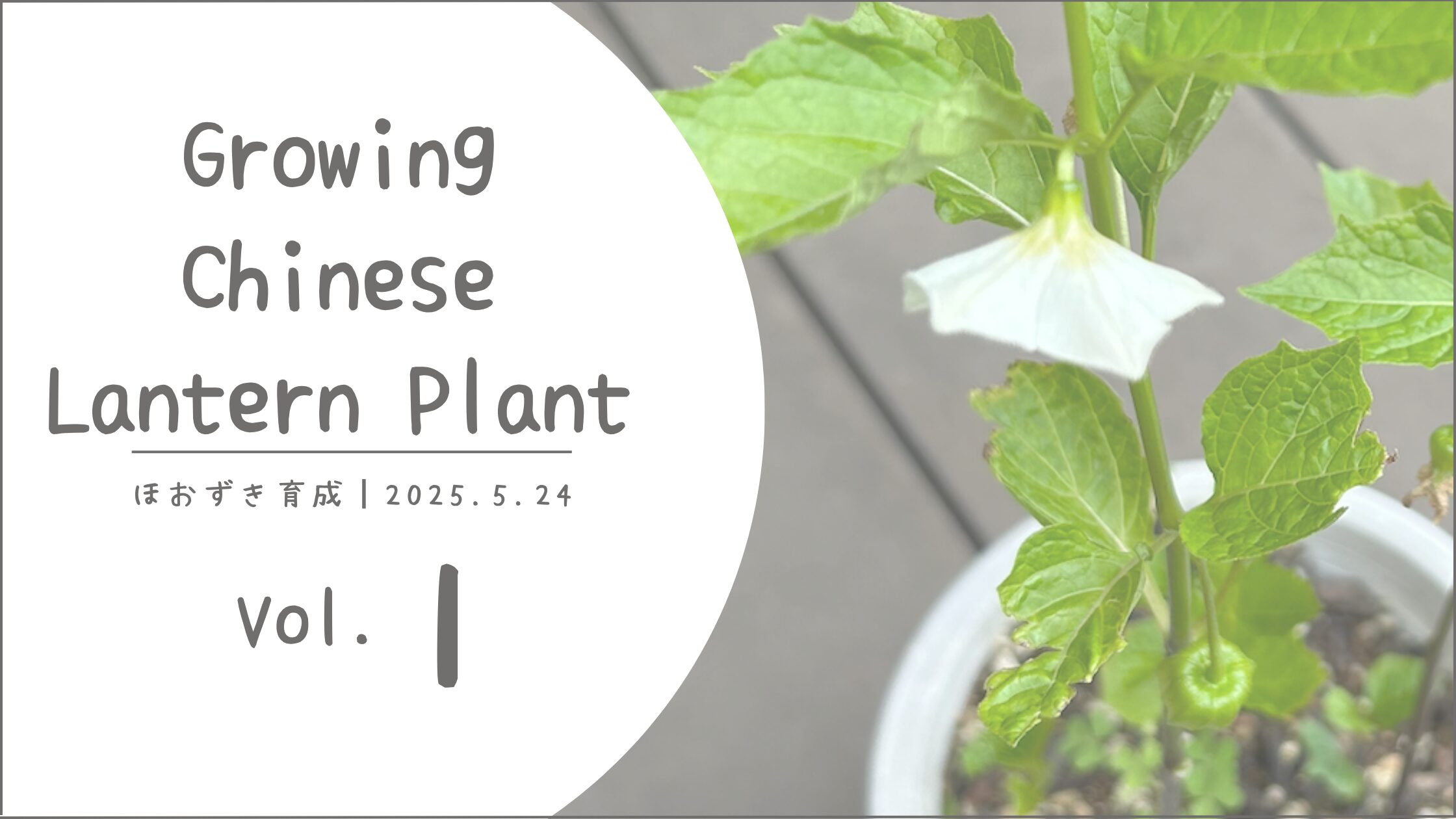 鬼灯育成記録アイキャッチ画像