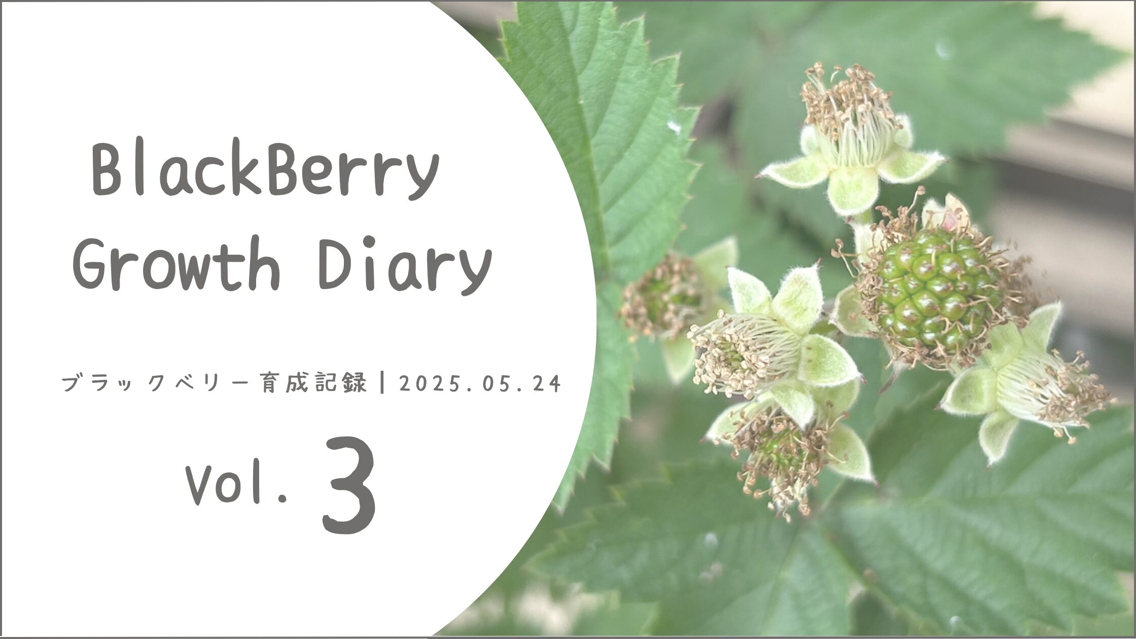 ブラックベリー育成記録アイキャッチ画像