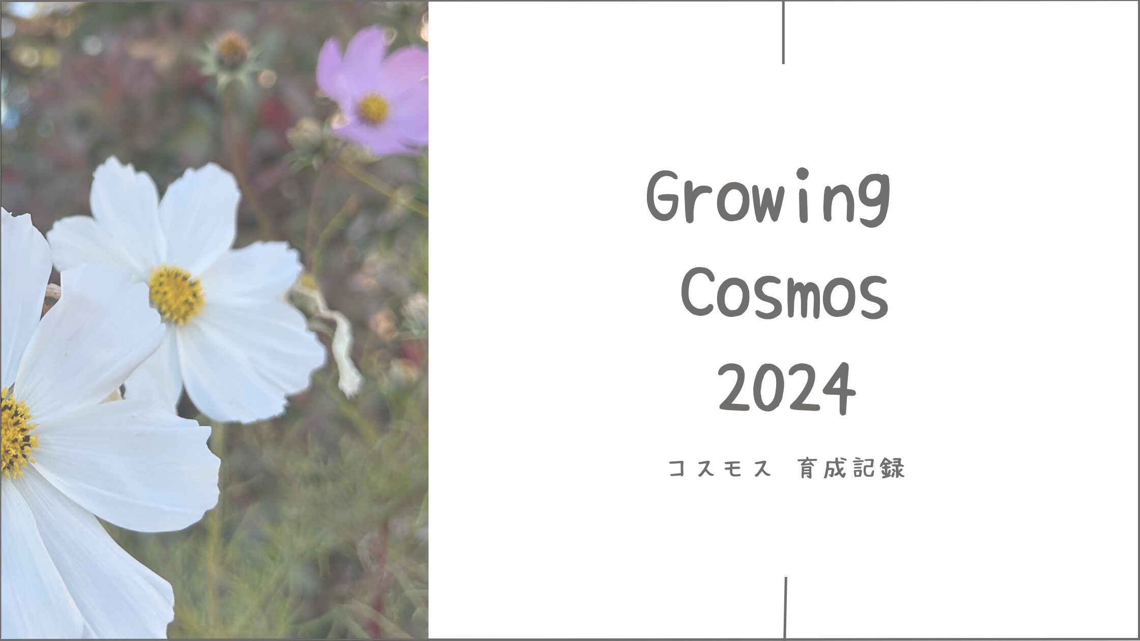 コスモス育成記録アイキャッチ画像