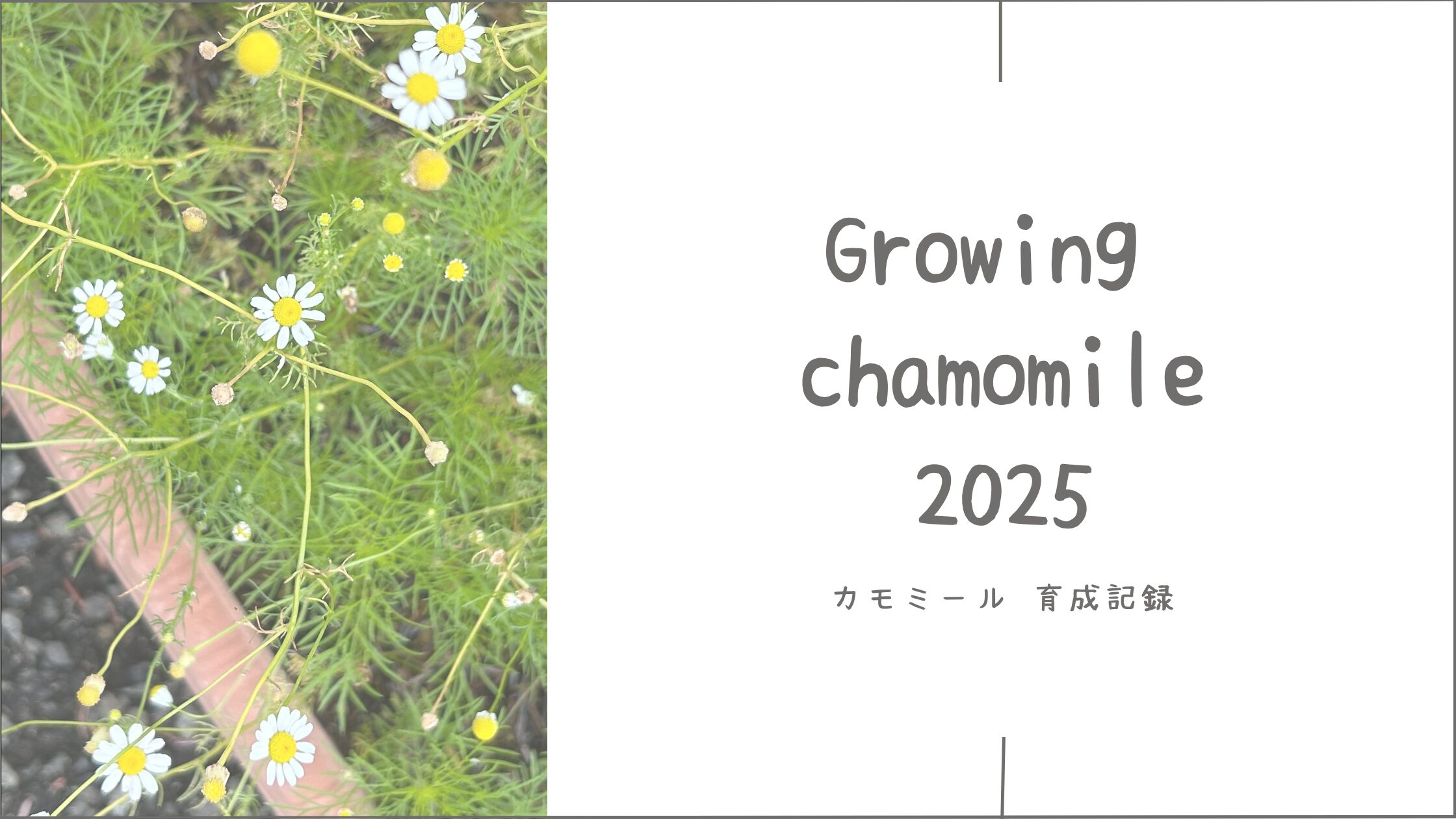 コスモス育成記録アイキャッチ画像