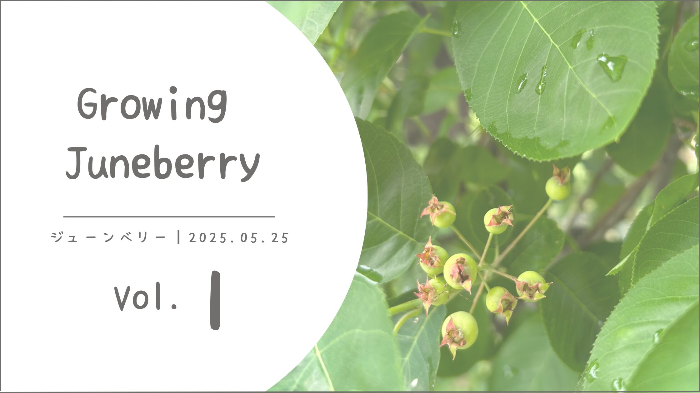 ジューンベリー育成記録アイキャッチ画像