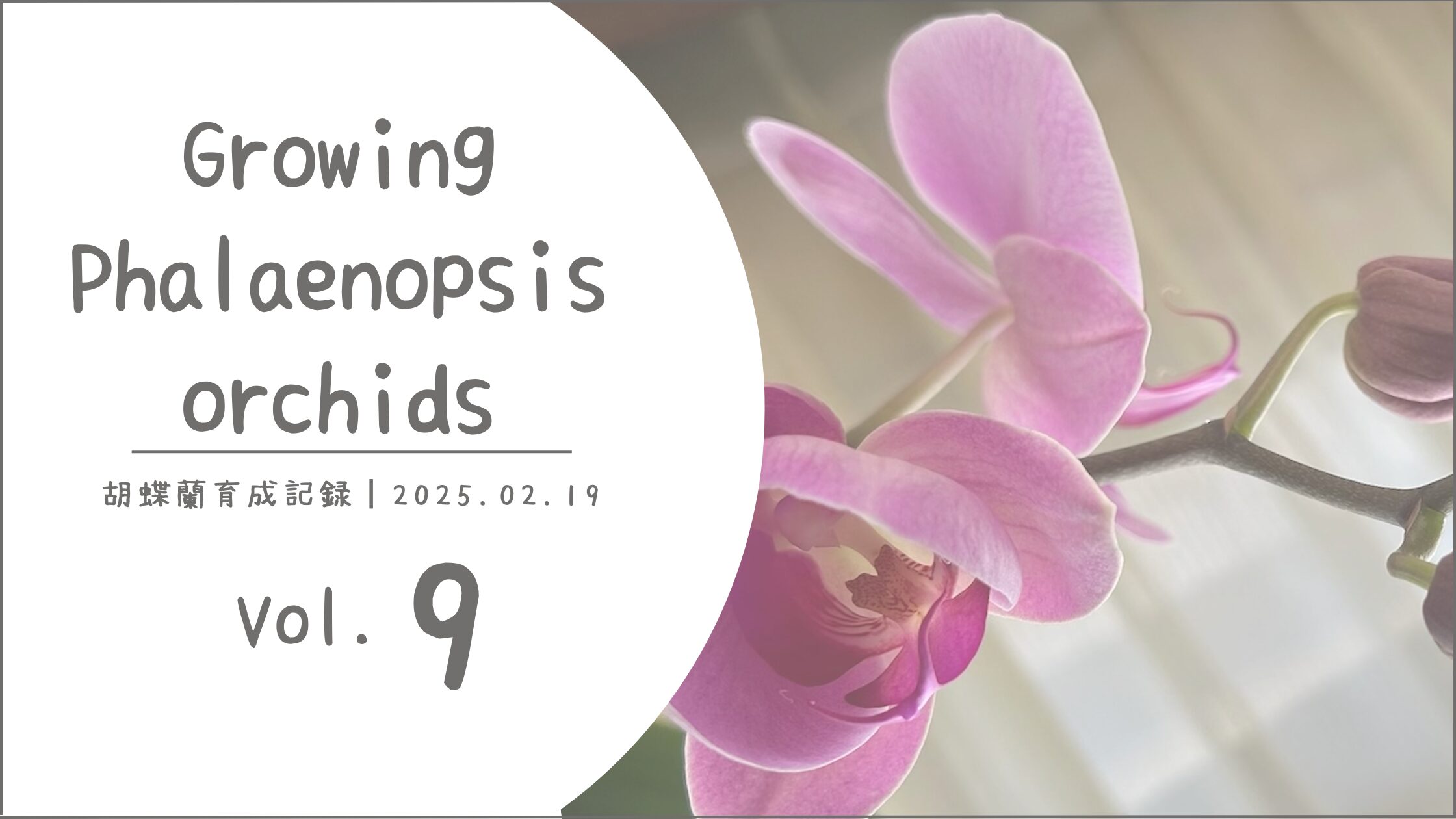 胡蝶蘭育成記アイキャッチ画像