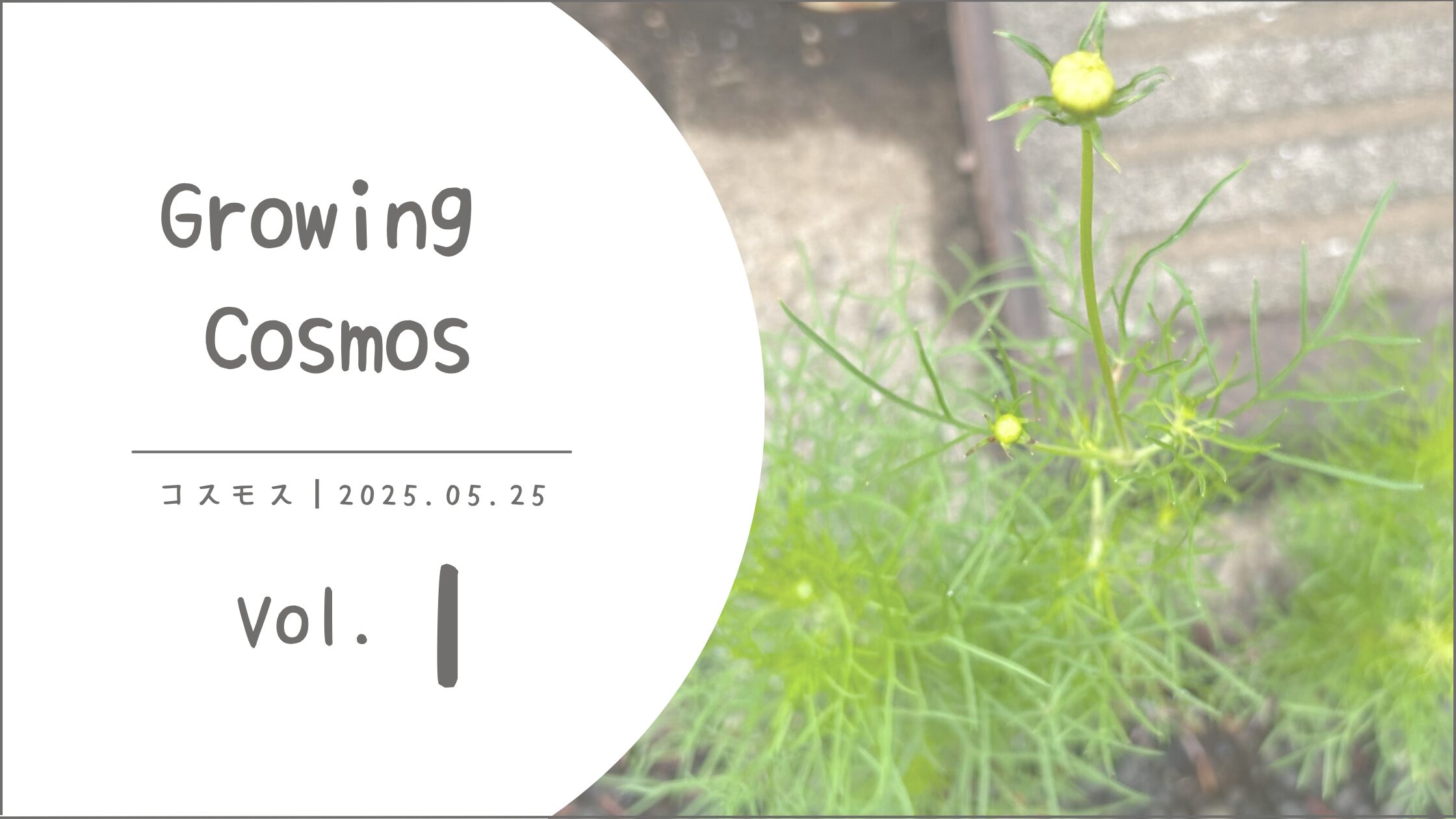 コスモス育成記録アイキャッチ画像