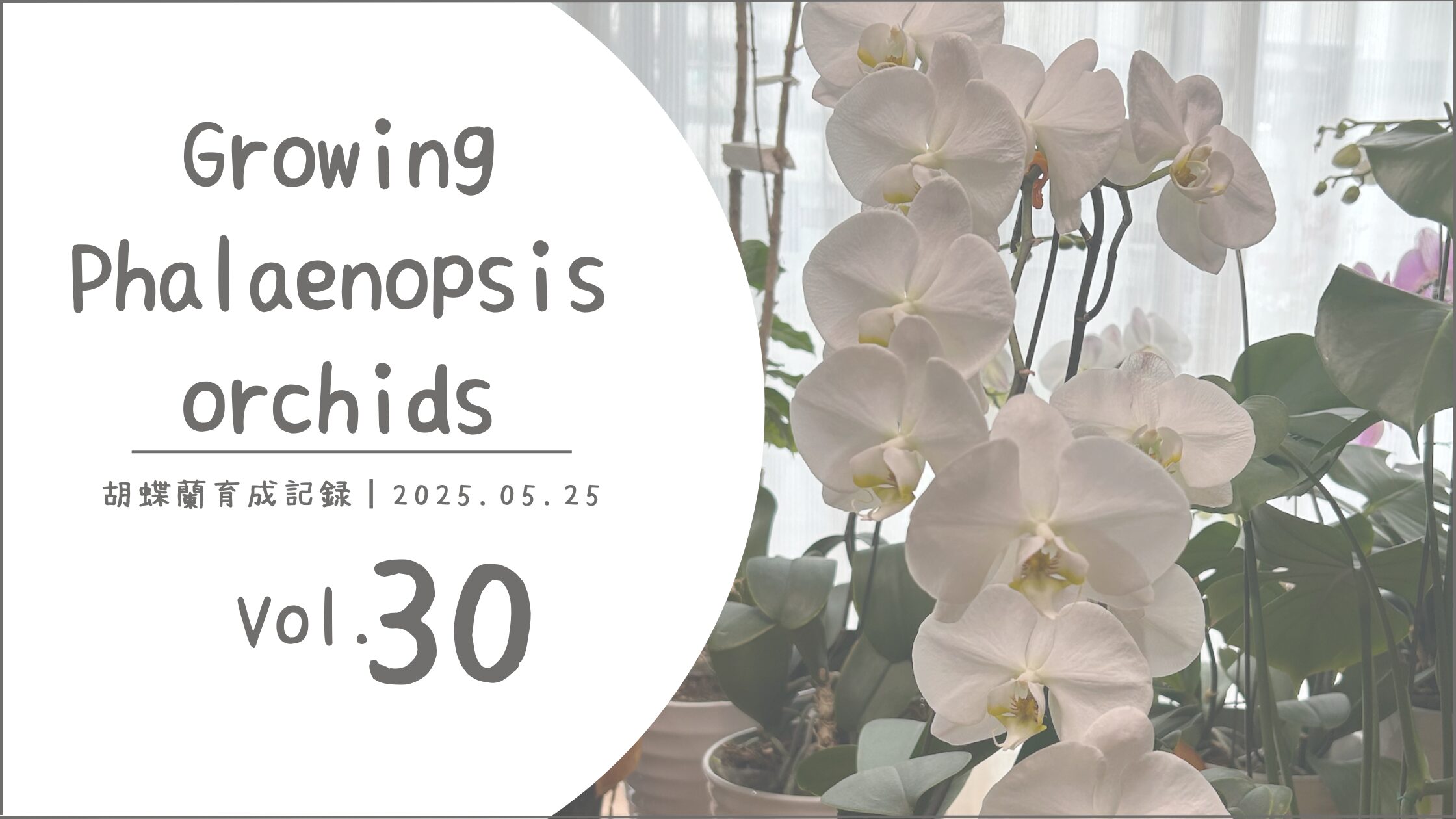 胡蝶蘭育成記録アイキャッチ画像