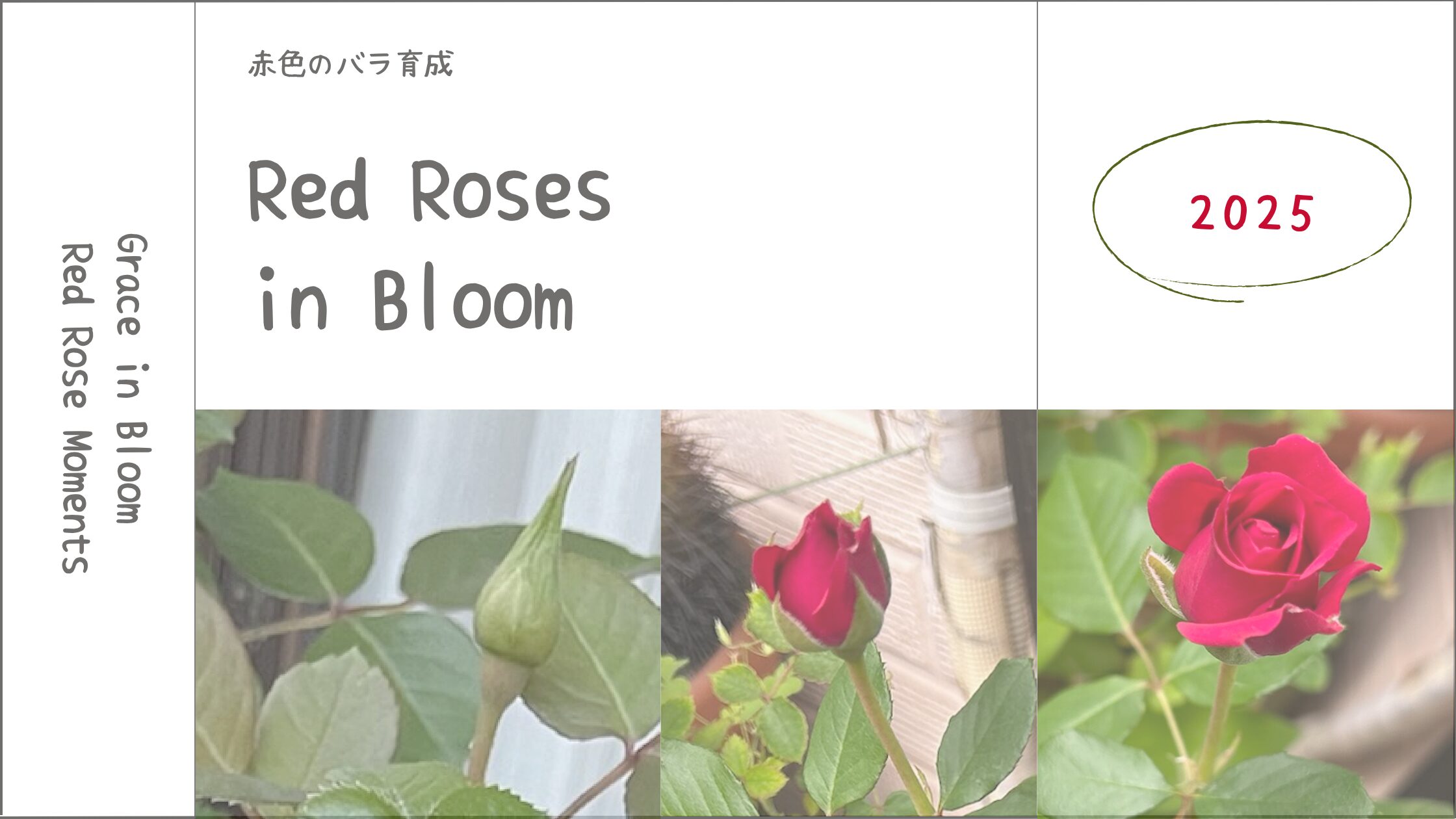 薔薇育成記録アイキャッチ画像