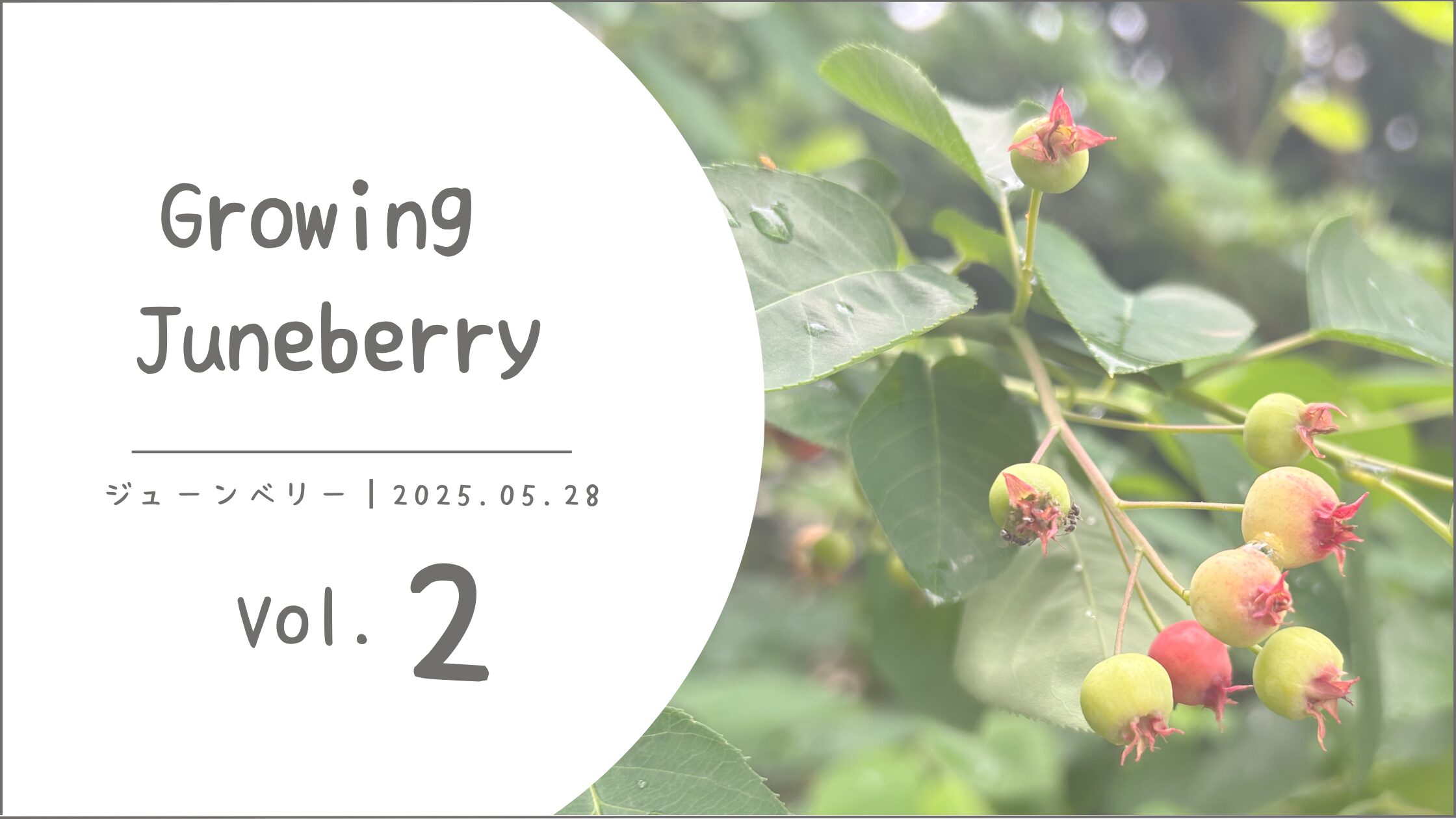 ジューンベリー育成記録アイキャッチ画像