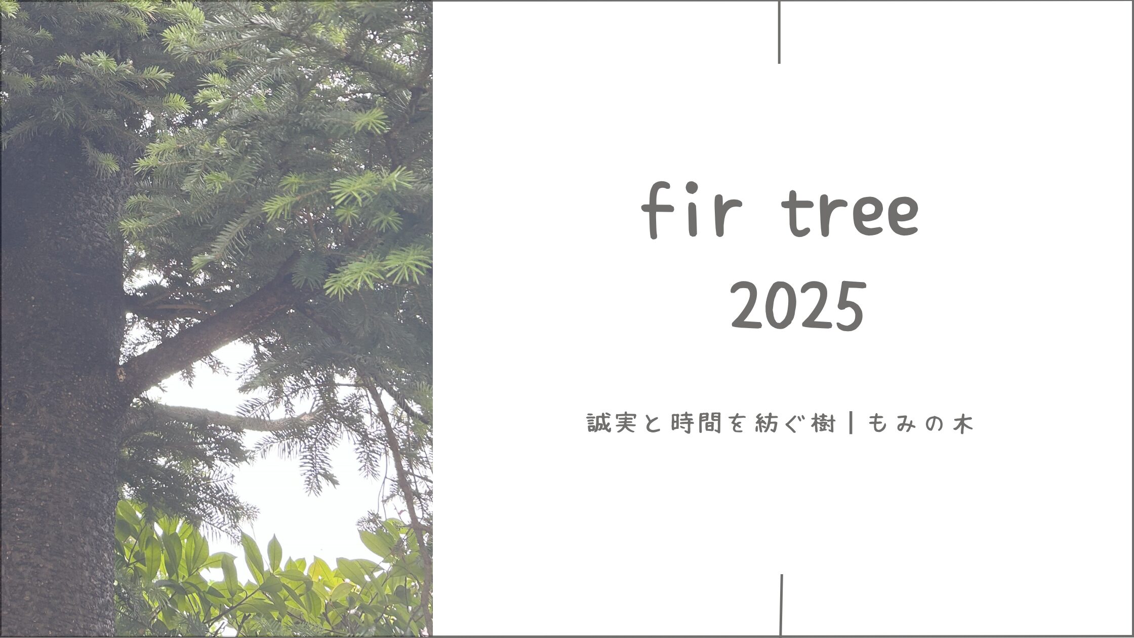 もみの木育成記録アイキャッチ画像