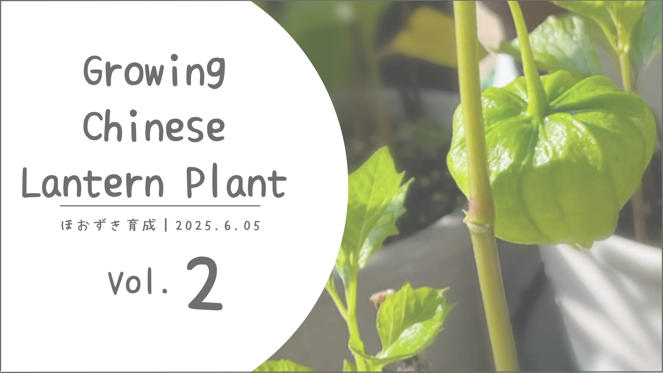 鬼灯育成記録アイキャッチ画像