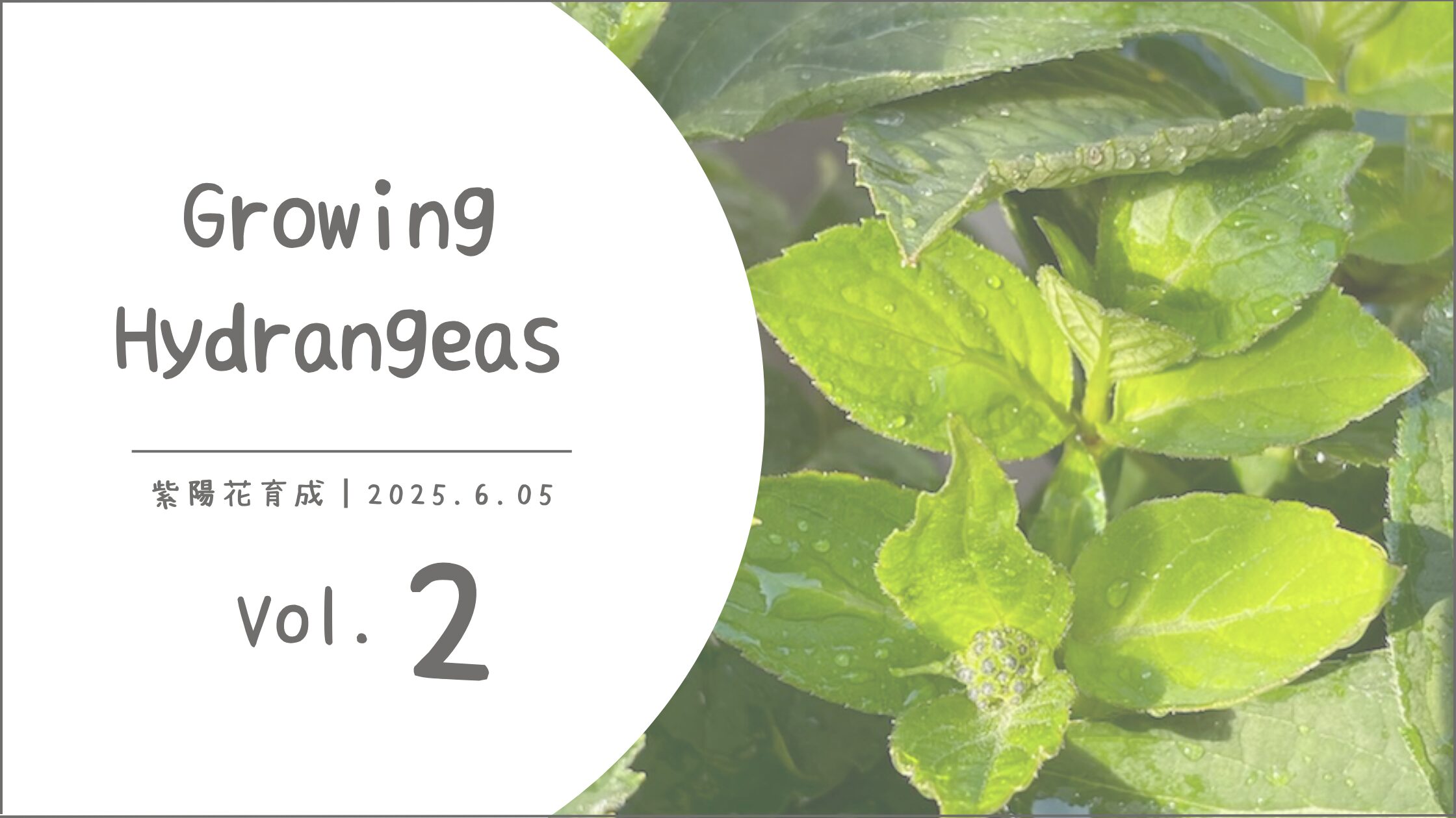 紫陽花育成記録アイキャッチ画像