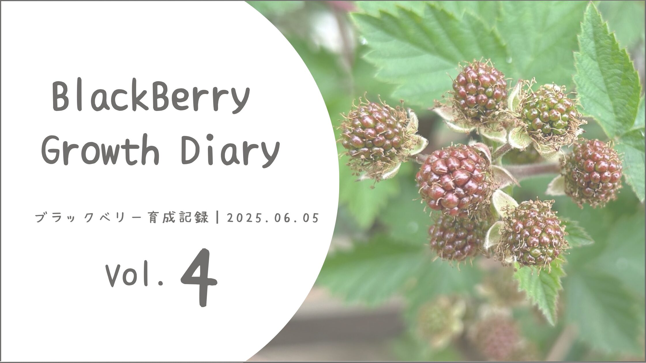 ブラックベリー育成記録アイキャッチ画像