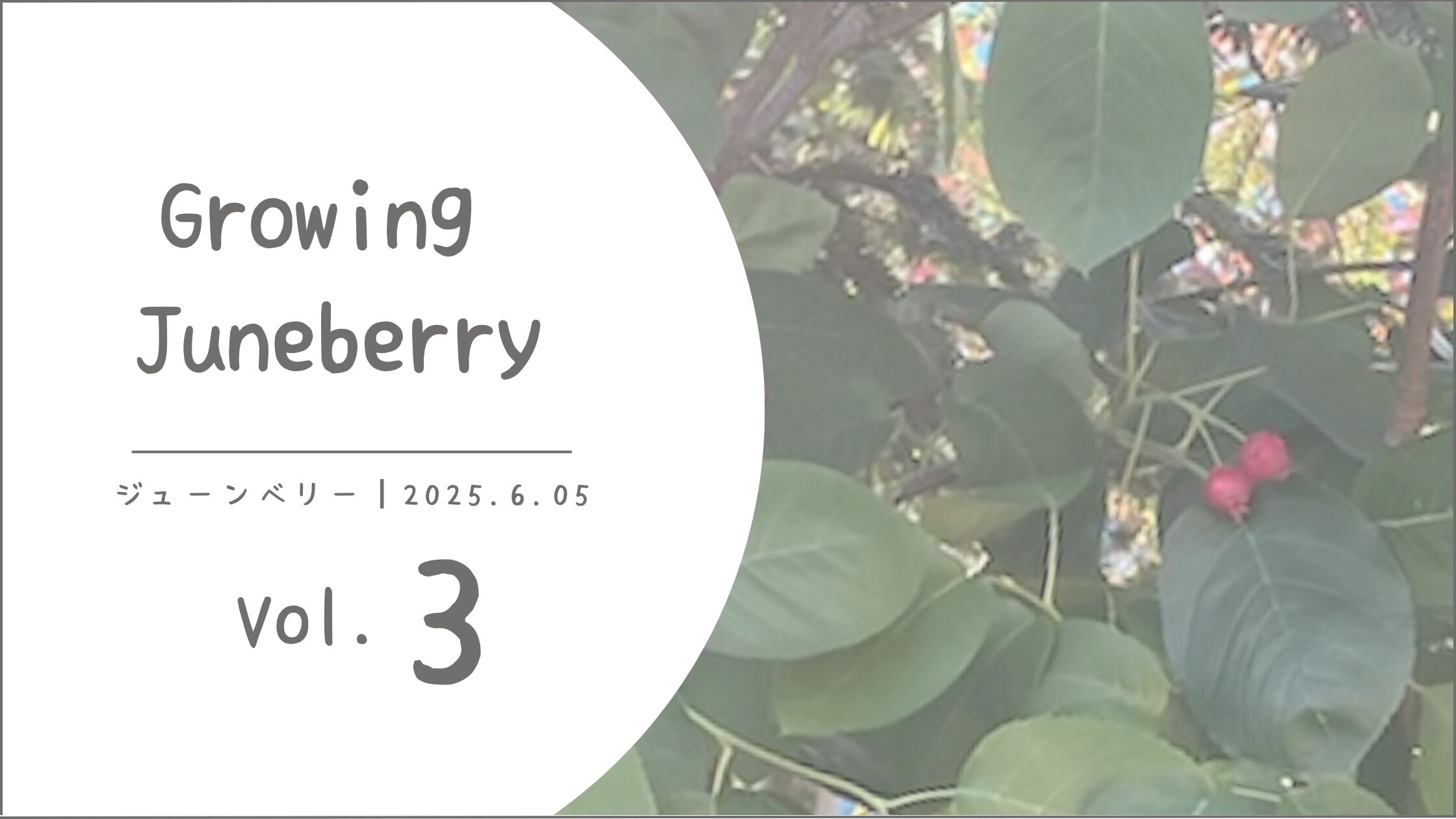 ジューンベリー育成記録アイキャッチ画像