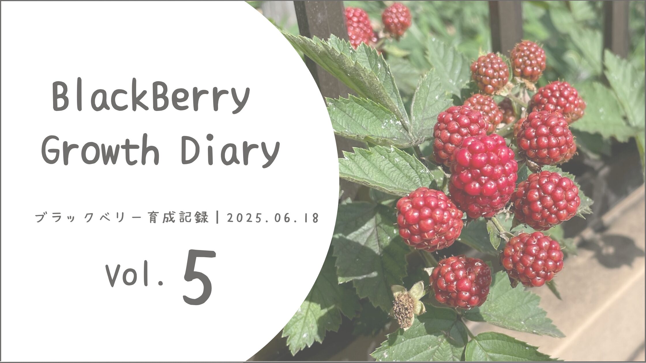 ブラックベリー育成記録アイキャッチ画像