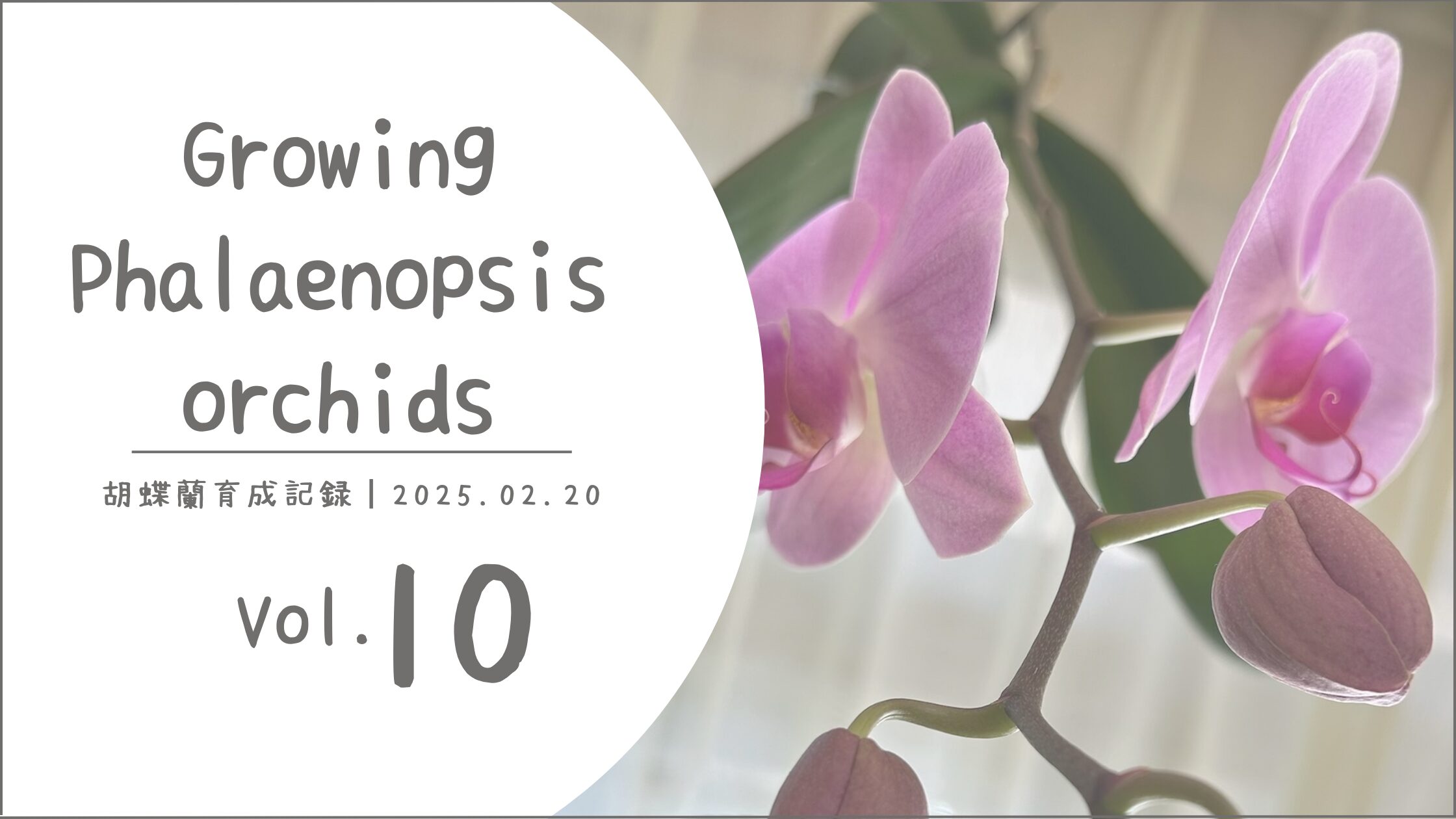 胡蝶蘭育成記アイキャッチ画像