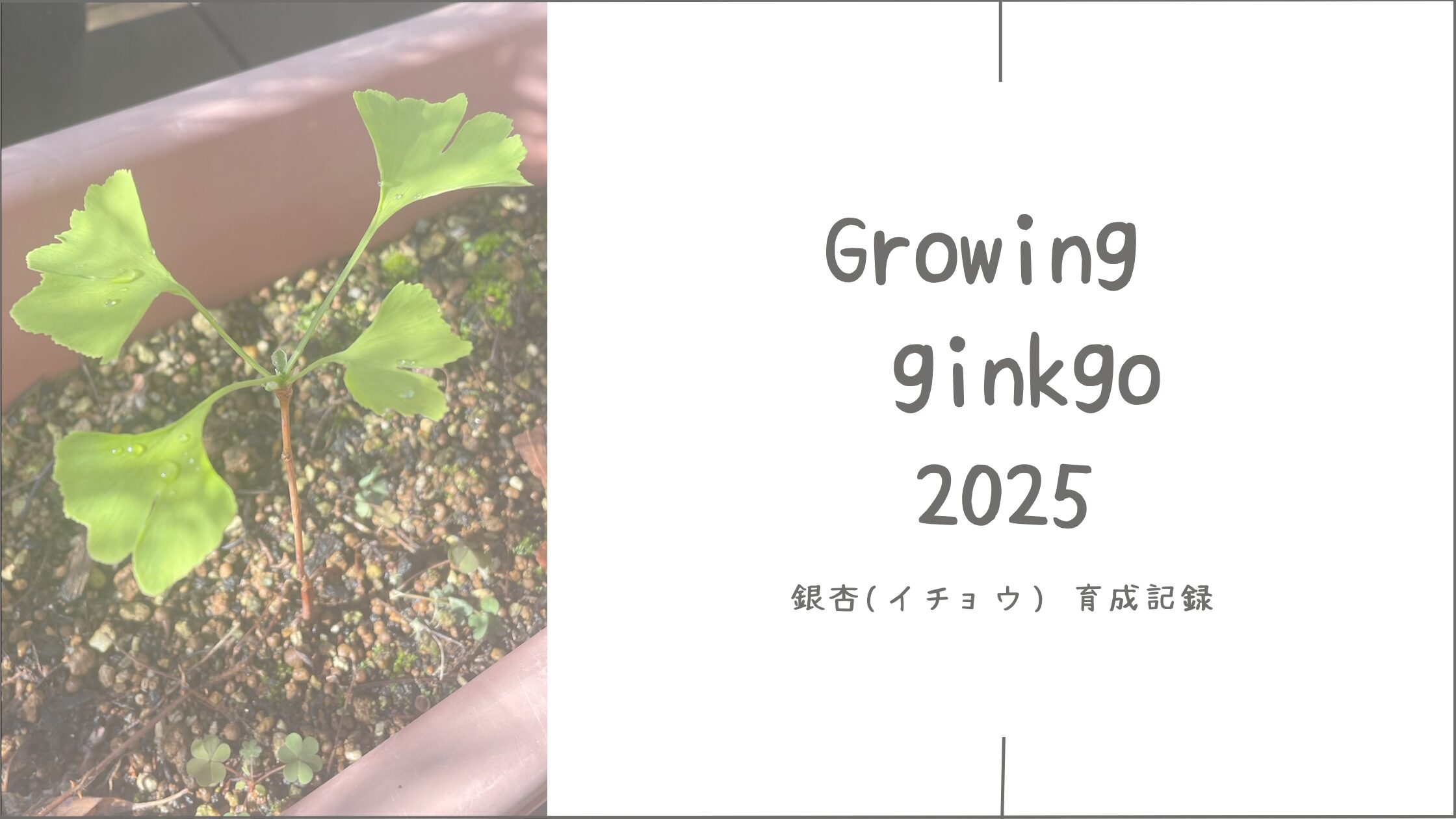 銀杏育成記録アイキャッチ画像