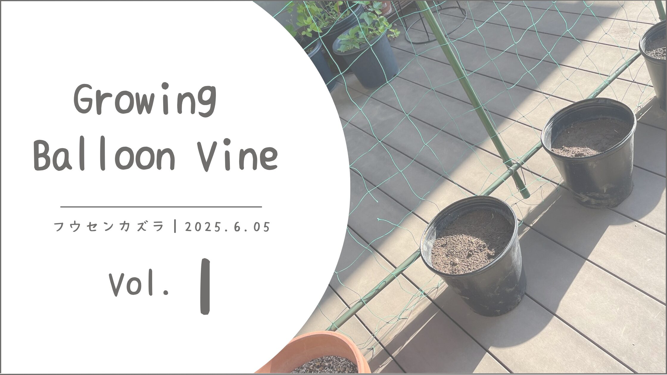 フウセンカズラ育成記録アイキャッチ画像