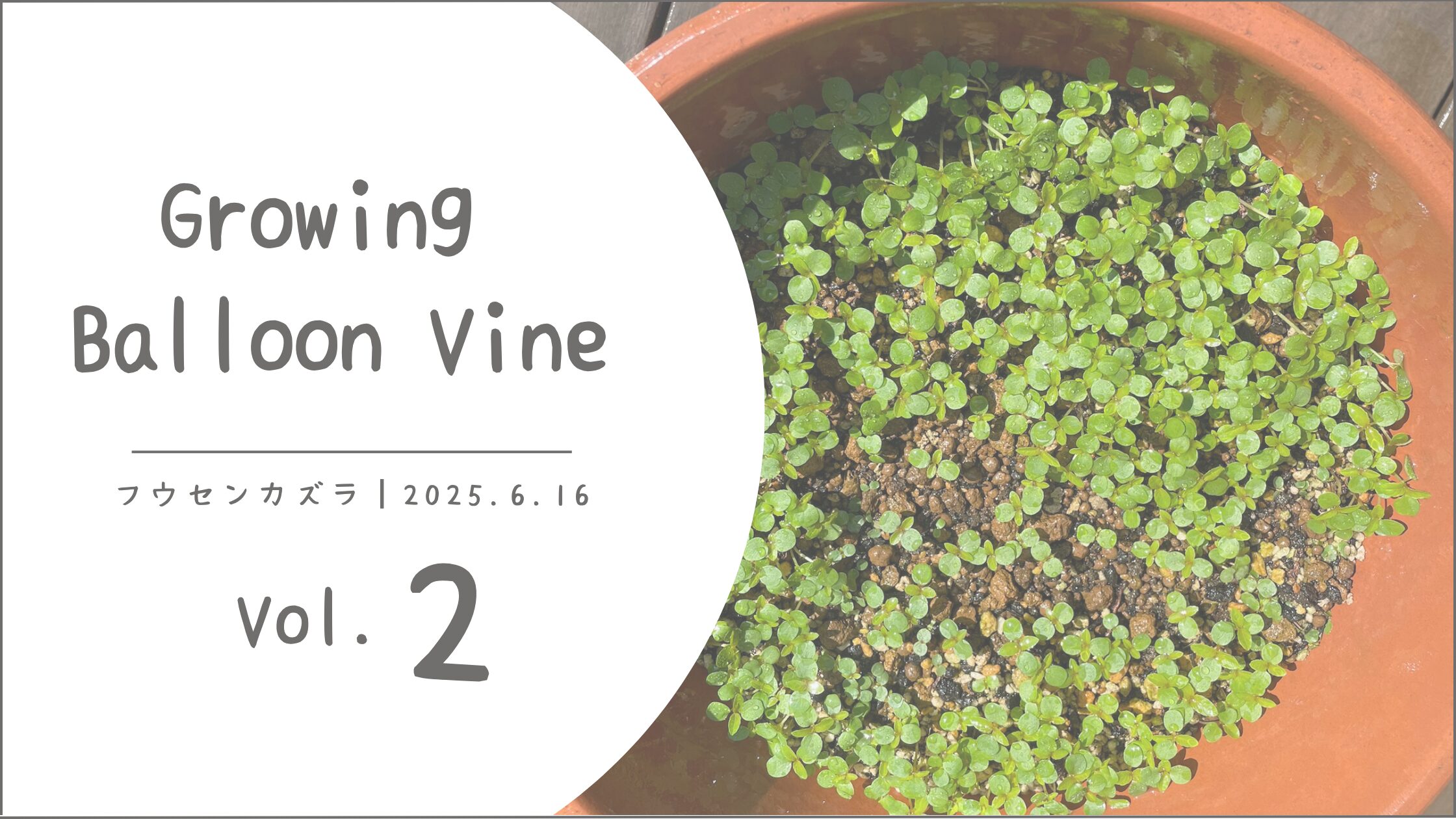 フウセンカズラ育成記録アイキャッチ画像
